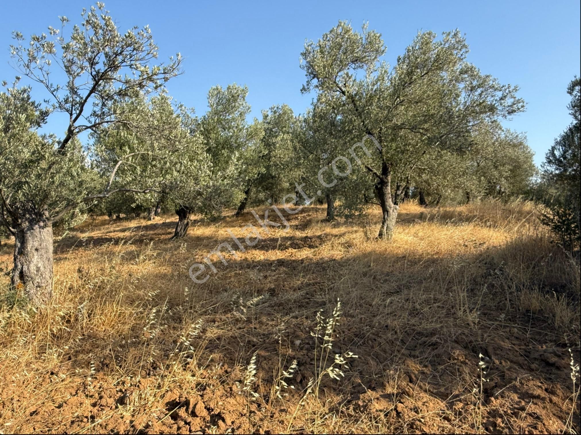 Kurallar Gayrimenkulden Karaağaç Mah Zeytinlik - Görsel 2