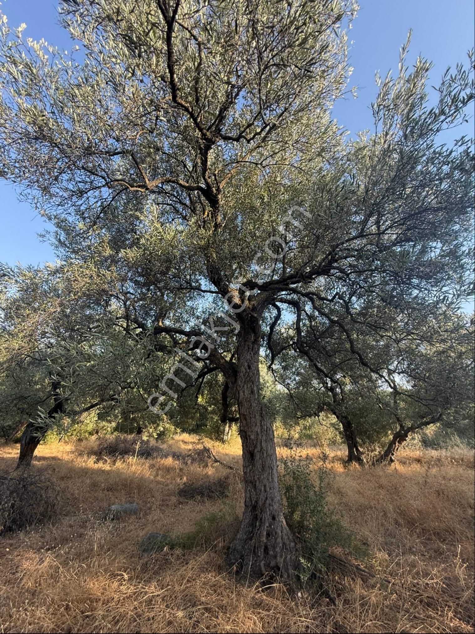 Karacasu Bahçeköy De Ana Yola Sıfır Zeytinlik