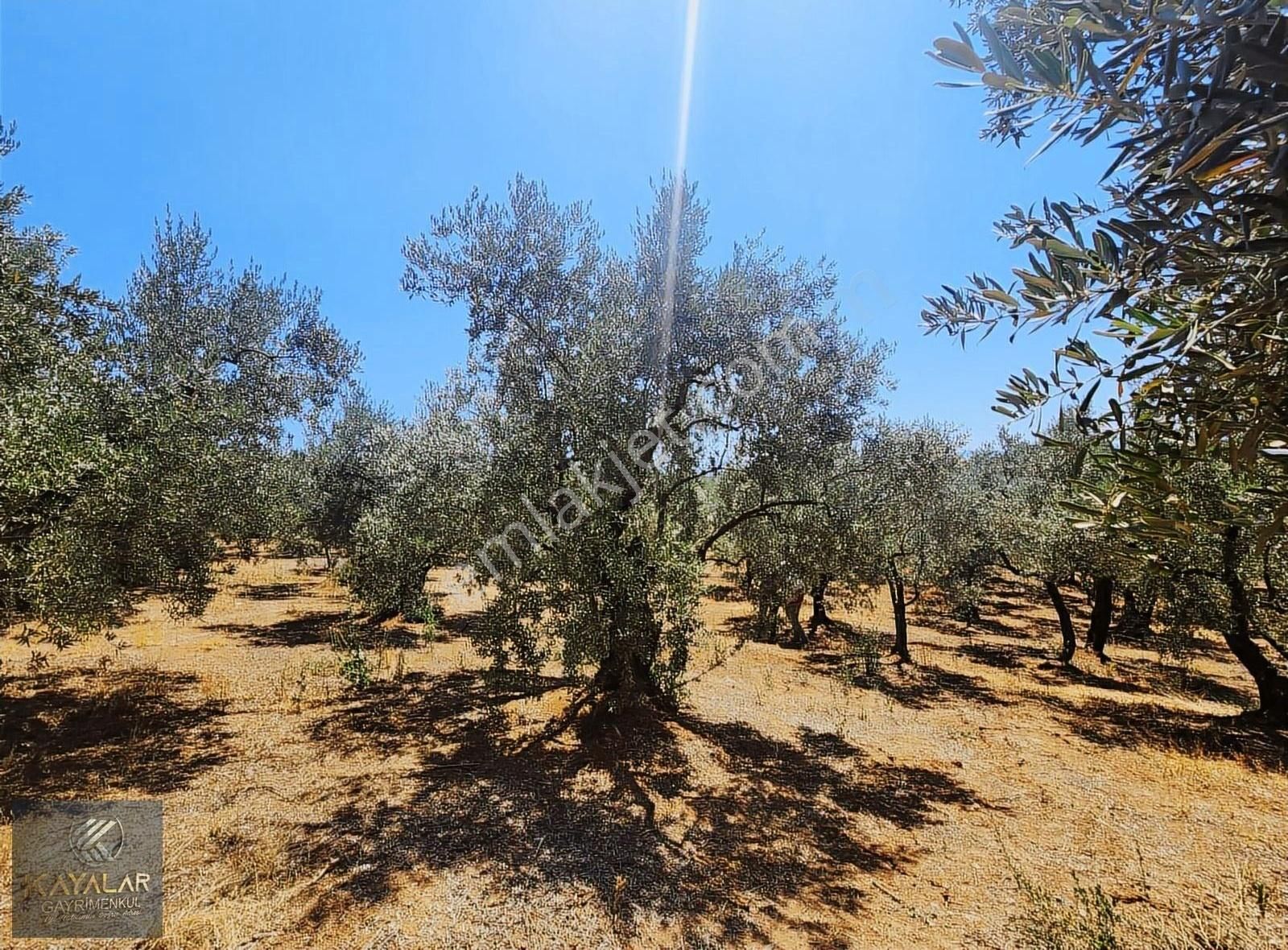 Kayalardan Gündoğduda Mükemmel Fiyata Müstakil (3 Tapu) Arazi - Görsel 5