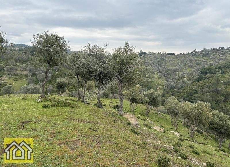 Seferihisar Kavakdere Barajı Mevki 5500m2 Bakımlı Zeytinlik - Görsel 13