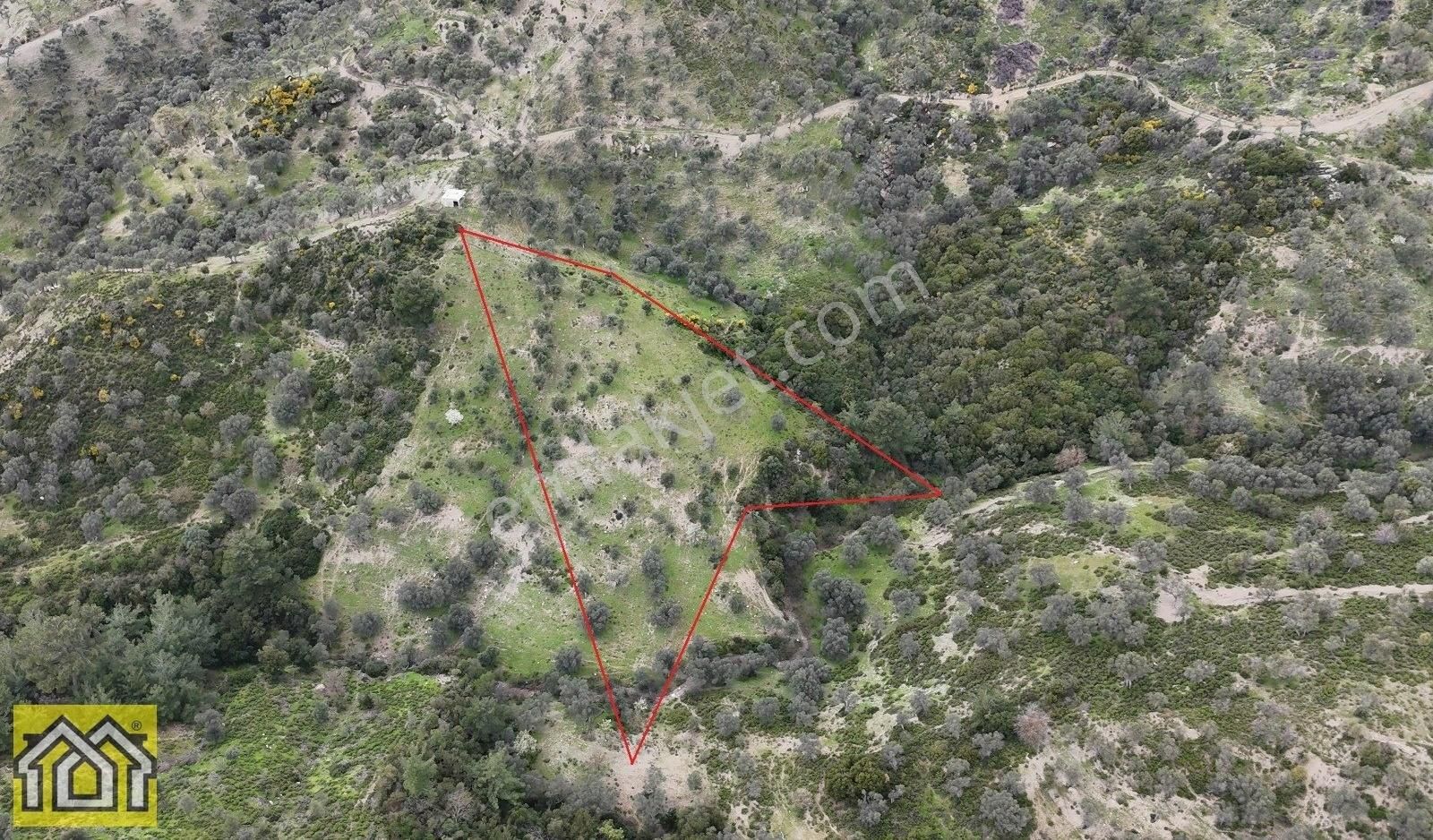 Seferihisar Kavakdere Barajı Mevki 5500m2 Bakımlı Zeytinlik - Görsel 4