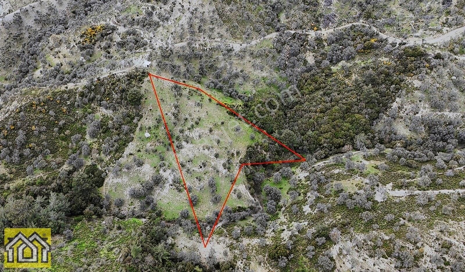 Seferihisar Kavakdere Barajı Mevki 5500m2 Bakımlı Zeytinlik - Görsel 5