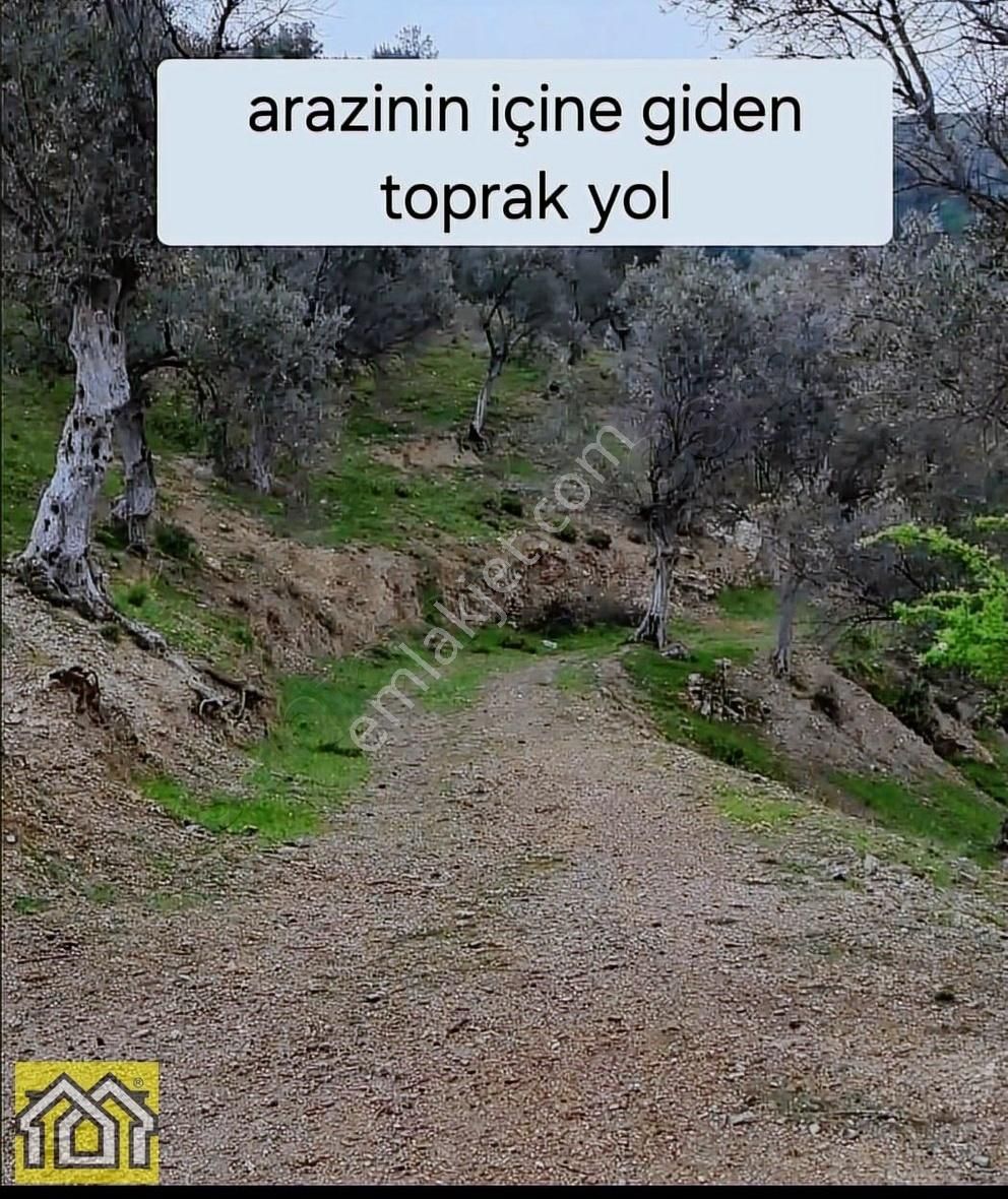 Seferihisar Kavakdere Barajı Mevki 5500m2 Bakımlı Zeytinlik - Görsel 11