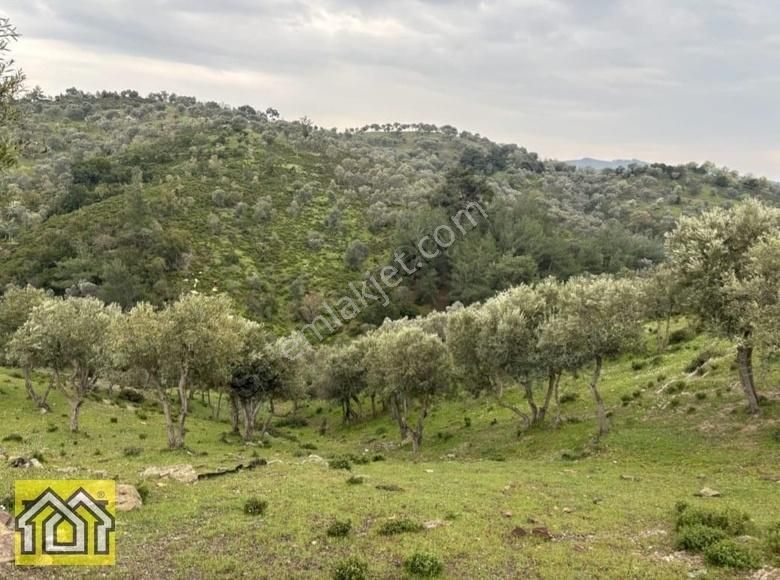 Seferihisar Kavakdere Barajı Mevki 5500m2 Bakımlı Zeytinlik - Görsel 6