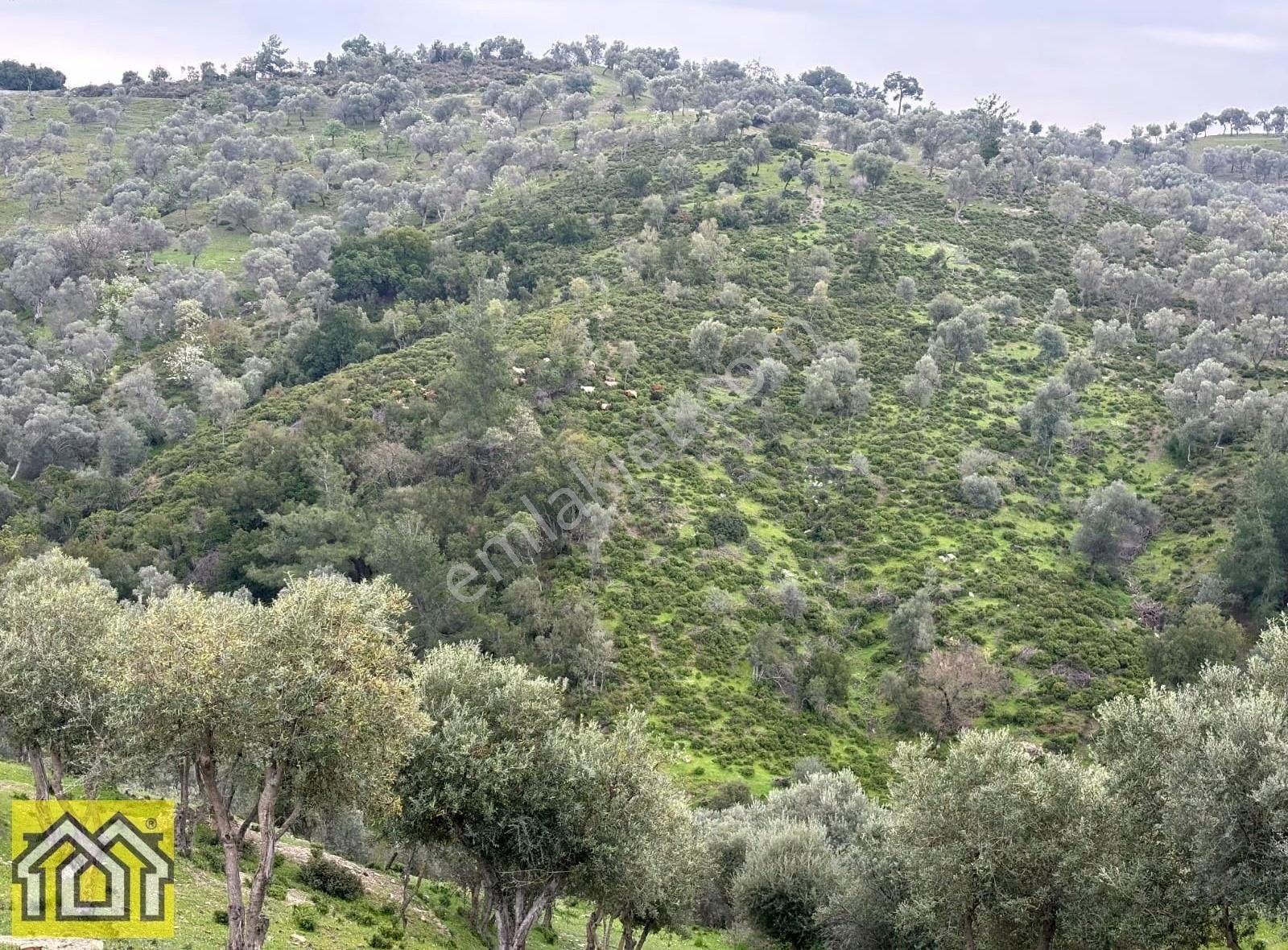 Seferihisar Kavakdere Barajı Mevki 5500m2 Bakımlı Zeytinlik - Görsel 9