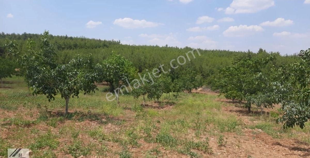Eys Den Denizli Çal Mevkii Merkezde Satılık Cevizli Tarla - Görsel 5