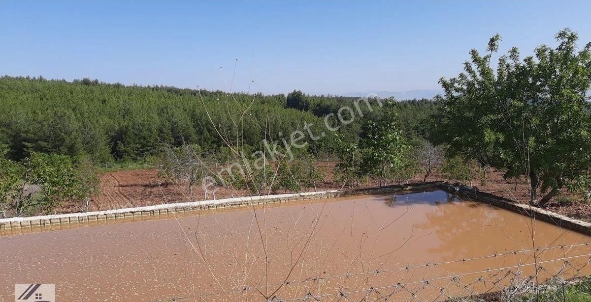 Eys Den Denizli Çal Mevkii Merkezde Satılık Cevizli Tarla - Görsel 6