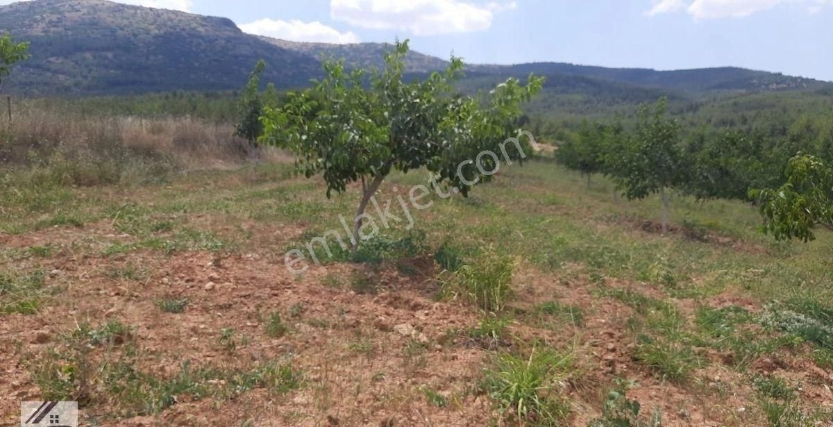Eys Den Denizli Çal Mevkii Merkezde Satılık Cevizli Tarla - Görsel 4