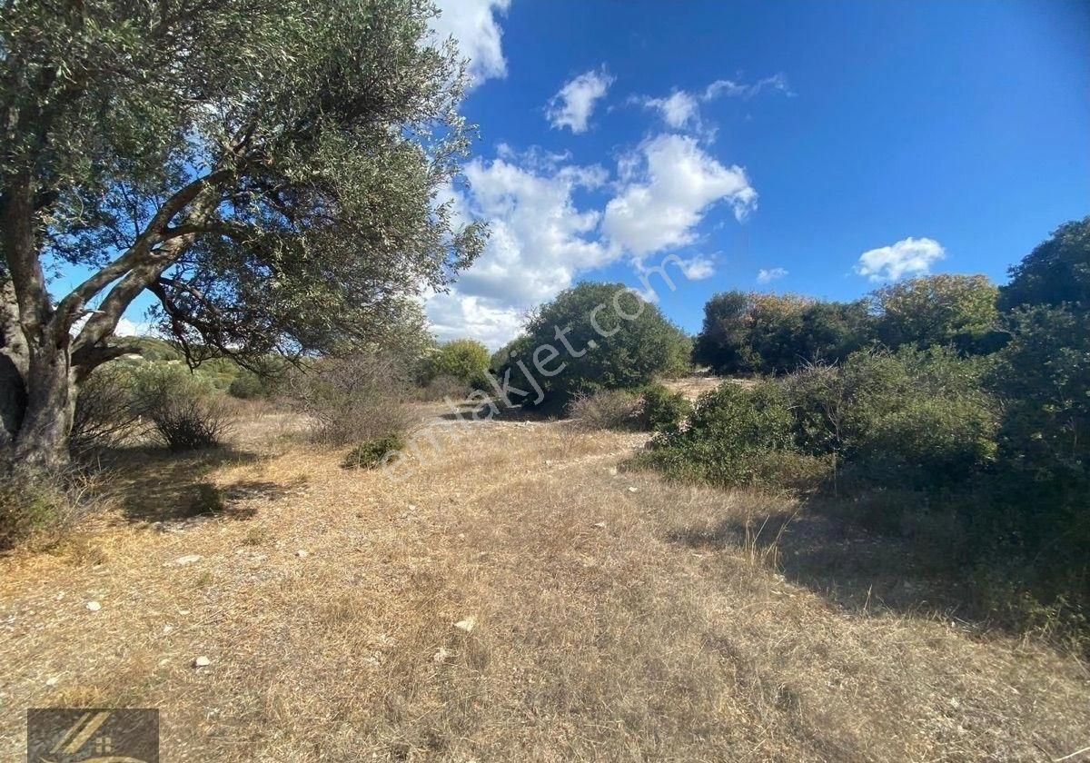 Çeşme Çakabey Mah. Merkeze 10dk Mesafede 919m2 İçerisine Ev Yapabileceğiniz Zeytin Ağaçlı Tarla