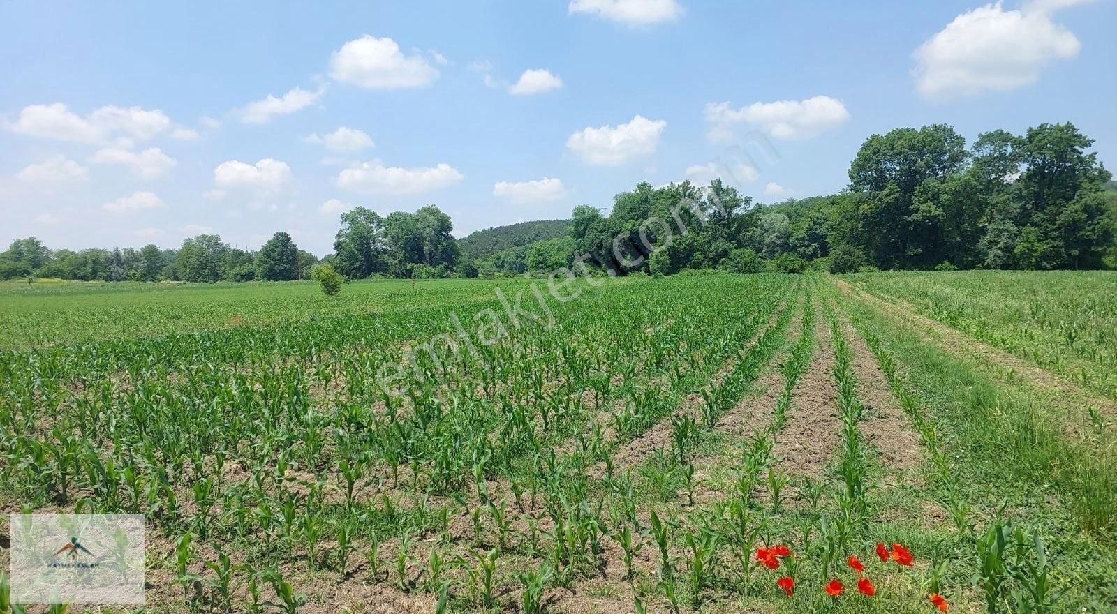 Hendek Organize Sanayi Karşısı Satılık Arazi - Görsel 7