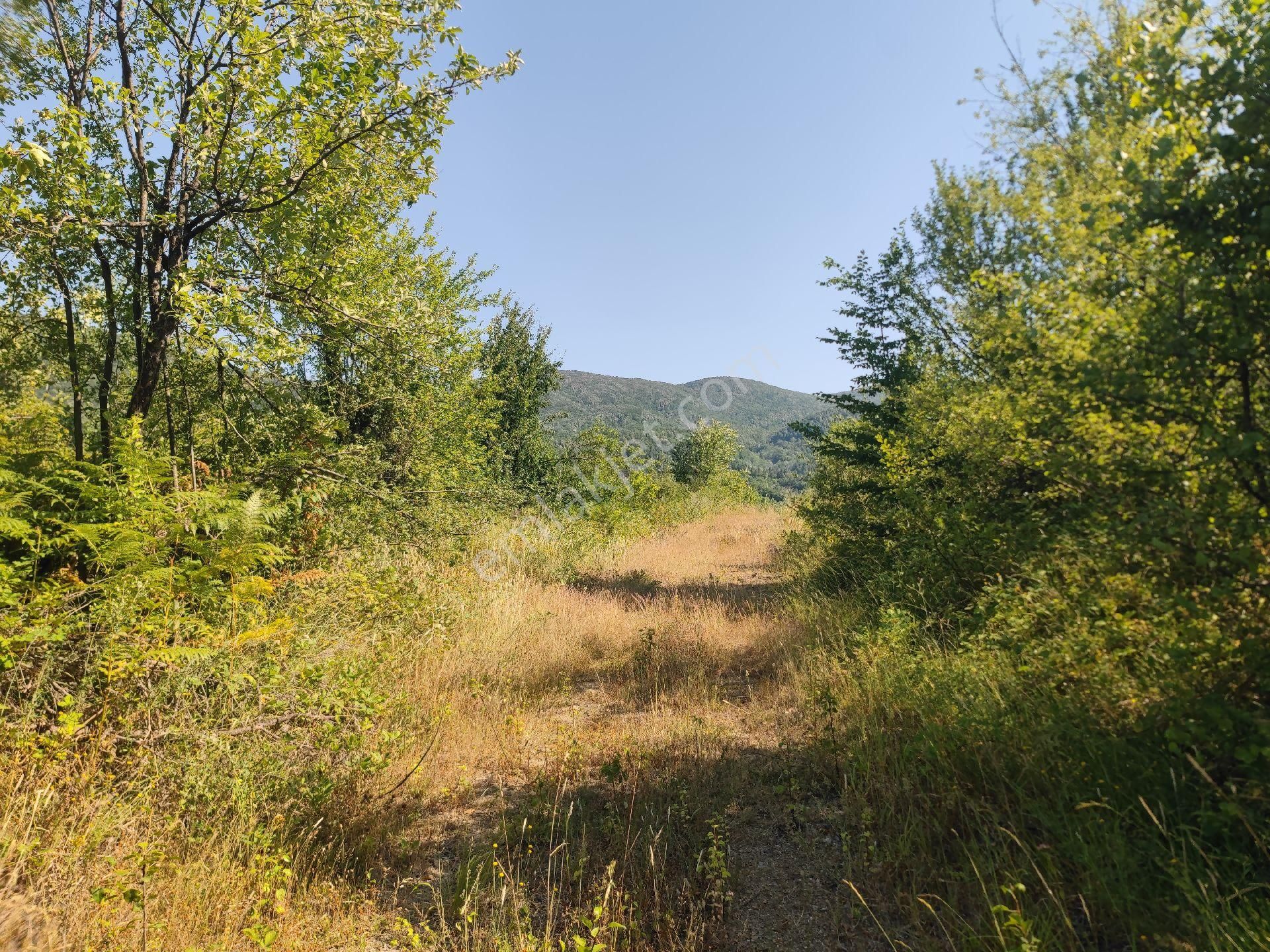 Sapanca İkramiye Mah.18 Dönüm Müstakil Tapulu Tarla - Görsel 25