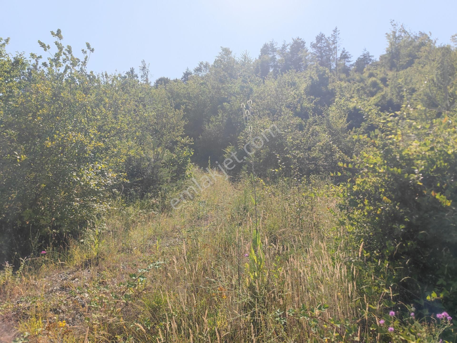 Sapanca İkramiye Mah.18 Dönüm Müstakil Tapulu Tarla - Görsel 27
