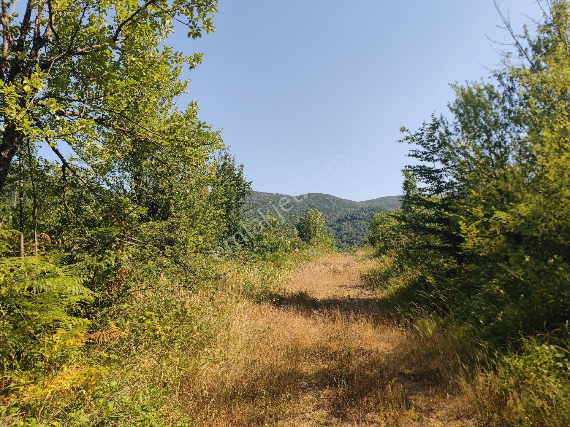 Sapanca İkramiye Mah.18 Dönüm Müstakil Tapulu Tarla - Görsel 19