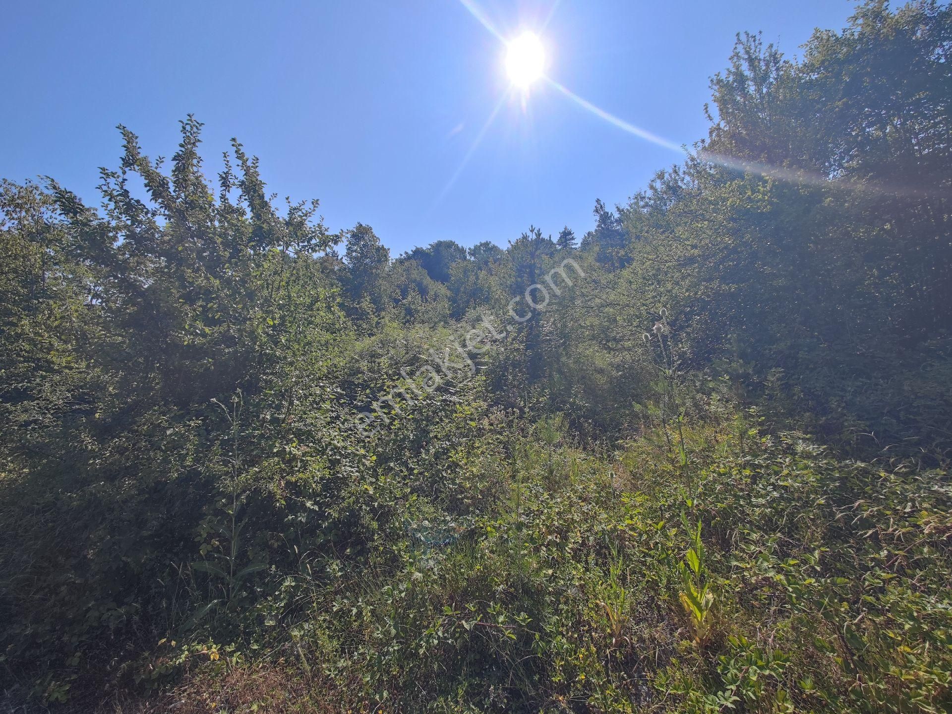 Sapanca İkramiye Mah.18 Dönüm Müstakil Tapulu Tarla - Görsel 31