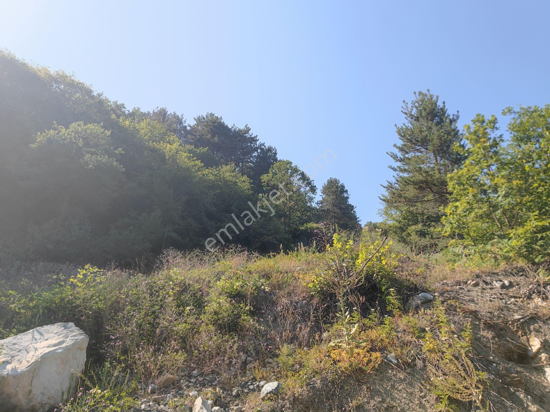 Sapanca İkramiye Mah.18 Dönüm Müstakil Tapulu Tarla - Görsel 3