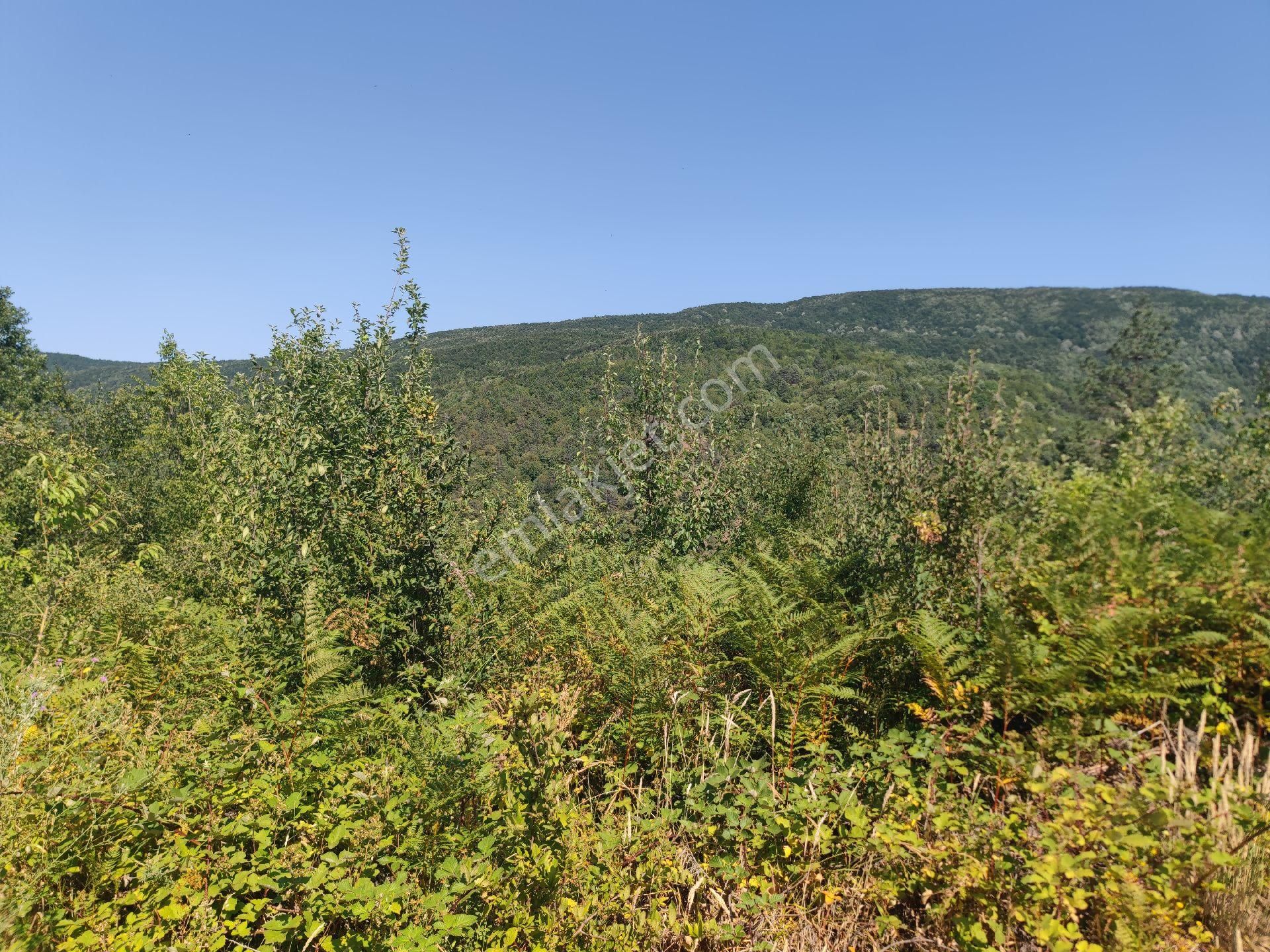 Sapanca İkramiye Mah.18 Dönüm Müstakil Tapulu Tarla - Görsel 28