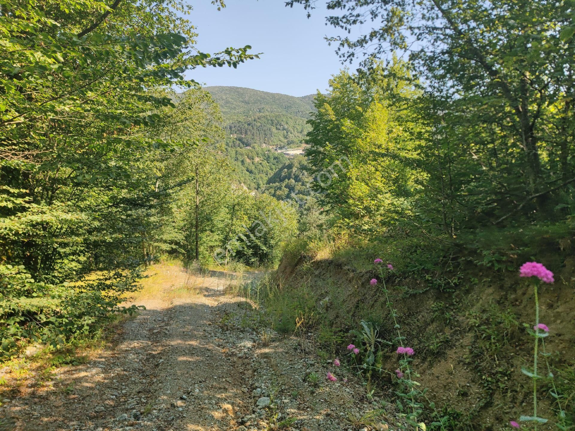 Sapanca İkramiye Mah.18 Dönüm Müstakil Tapulu Tarla - Görsel 10