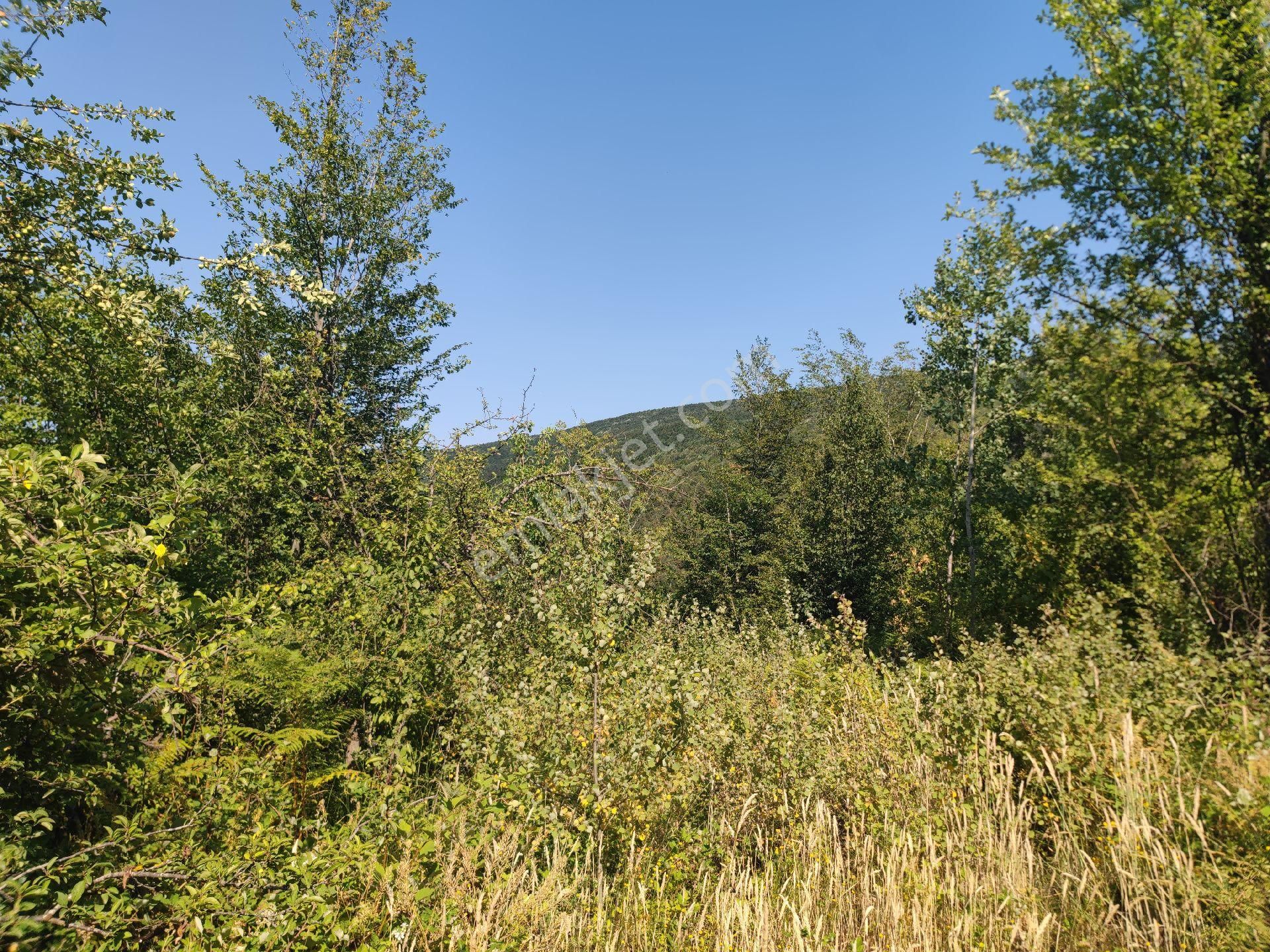 Sapanca İkramiye Mah.18 Dönüm Müstakil Tapulu Tarla - Görsel 18