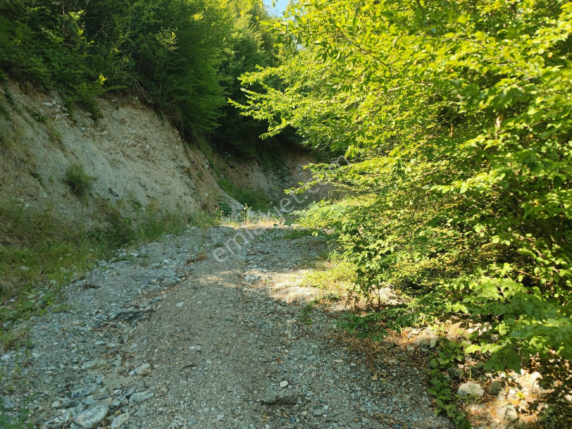 Sapanca İkramiye Mah.18 Dönüm Müstakil Tapulu Tarla - Görsel 11