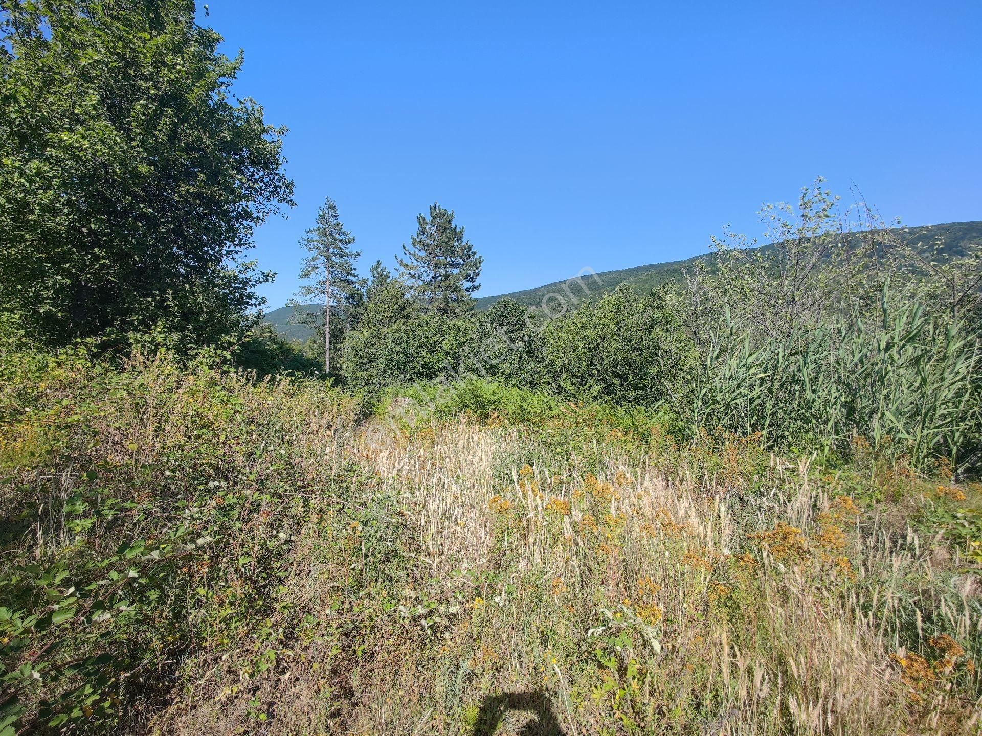 Sapanca İkramiye Mah.18 Dönüm Müstakil Tapulu Tarla - Görsel 33