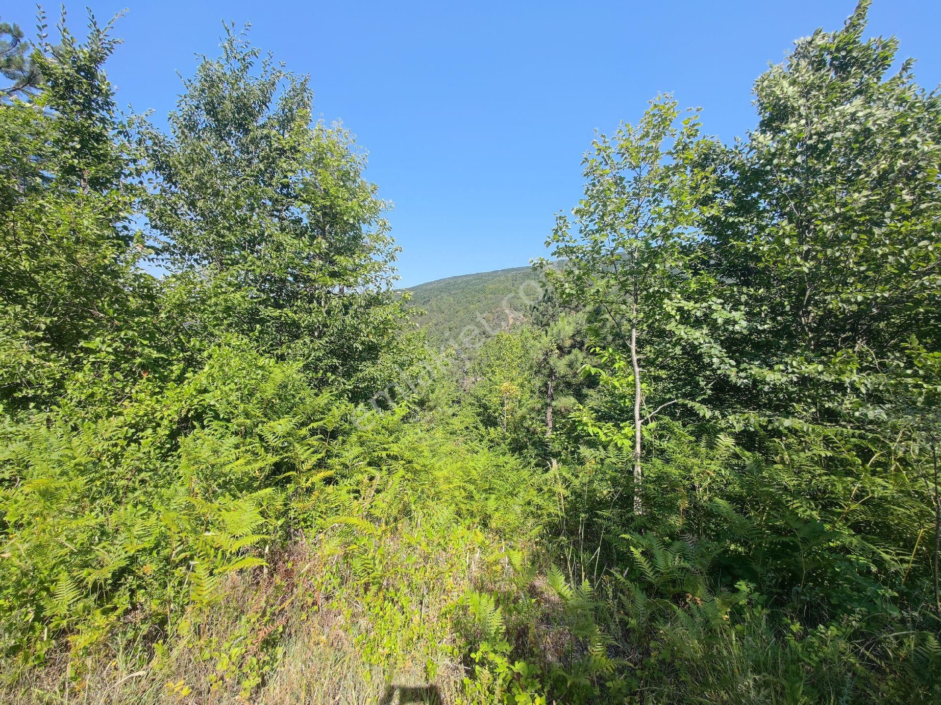 Sapanca İkramiye Mah.18 Dönüm Müstakil Tapulu Tarla - Görsel 35