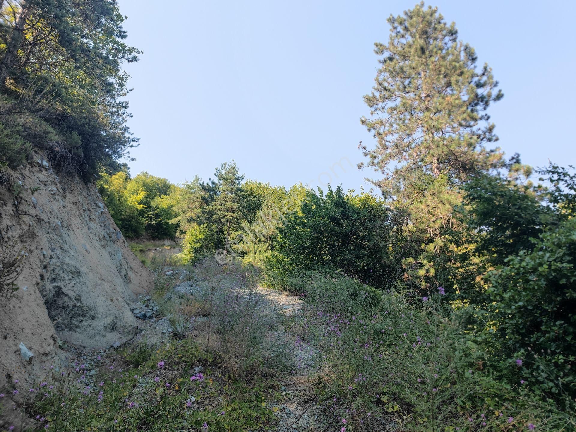 Sapanca İkramiye Mah.18 Dönüm Müstakil Tapulu Tarla - Görsel 6