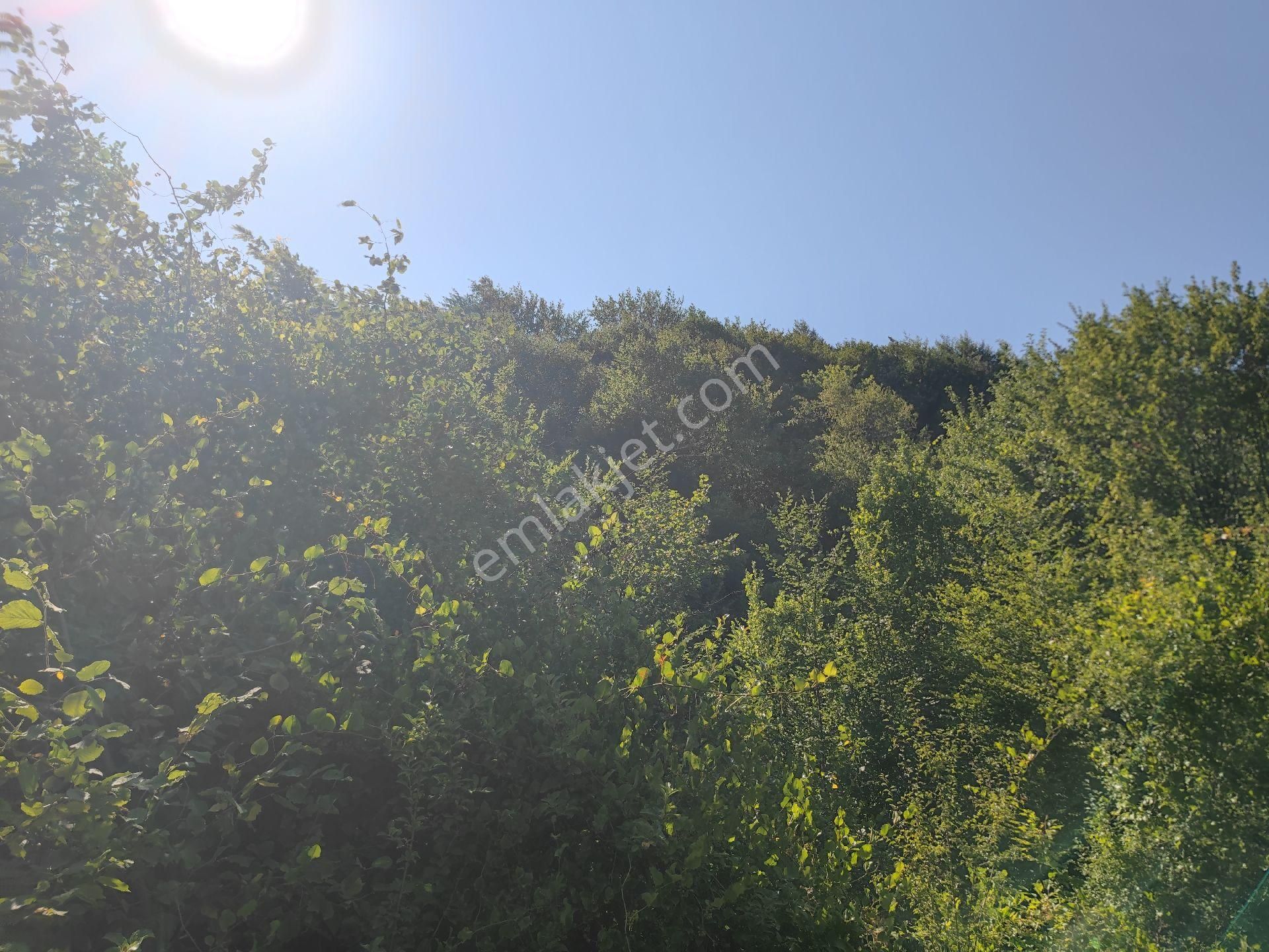 Sapanca İkramiye Mah.18 Dönüm Müstakil Tapulu Tarla - Görsel 24