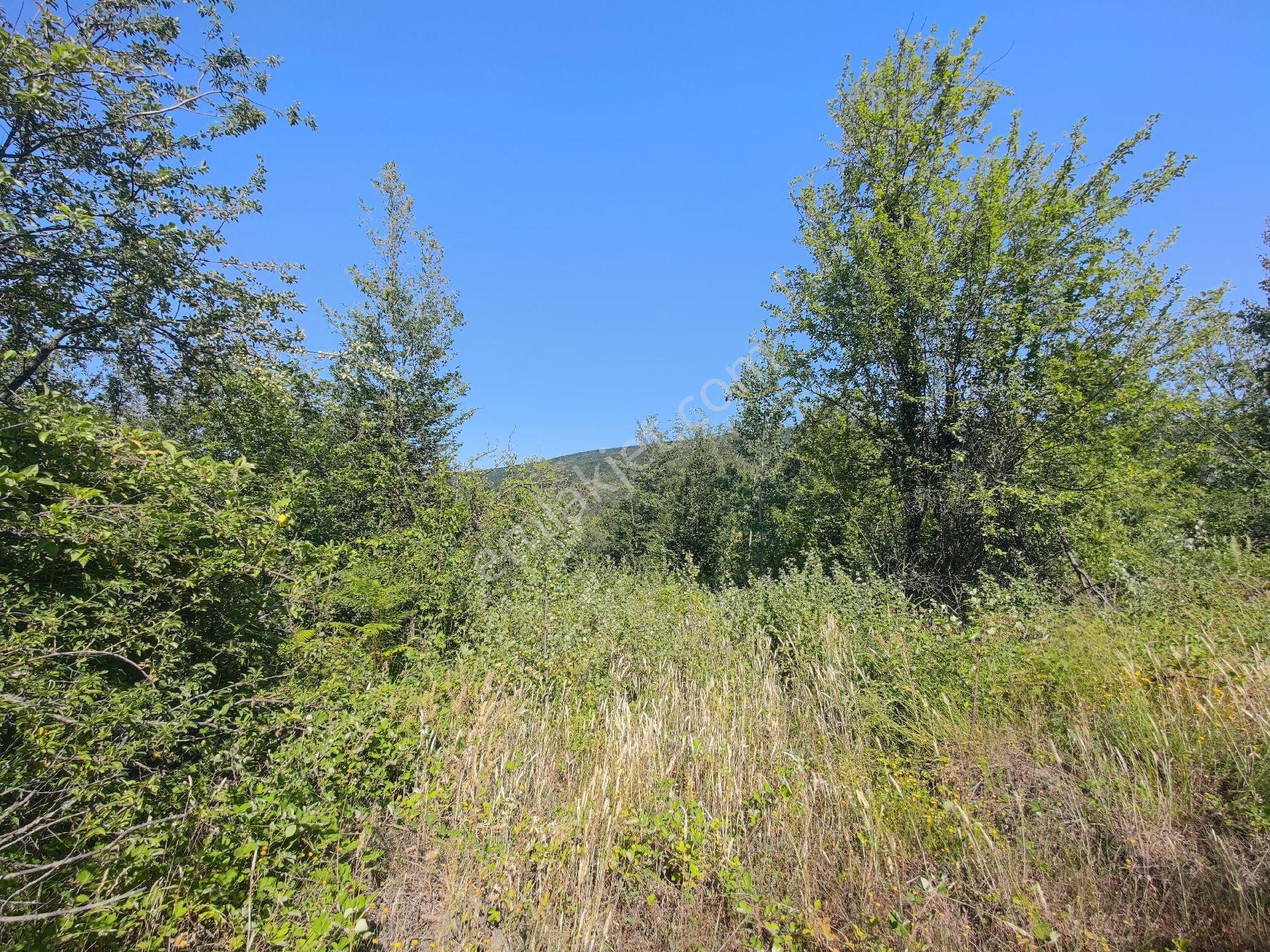 Sapanca İkramiye Mah.18 Dönüm Müstakil Tapulu Tarla - Görsel 17