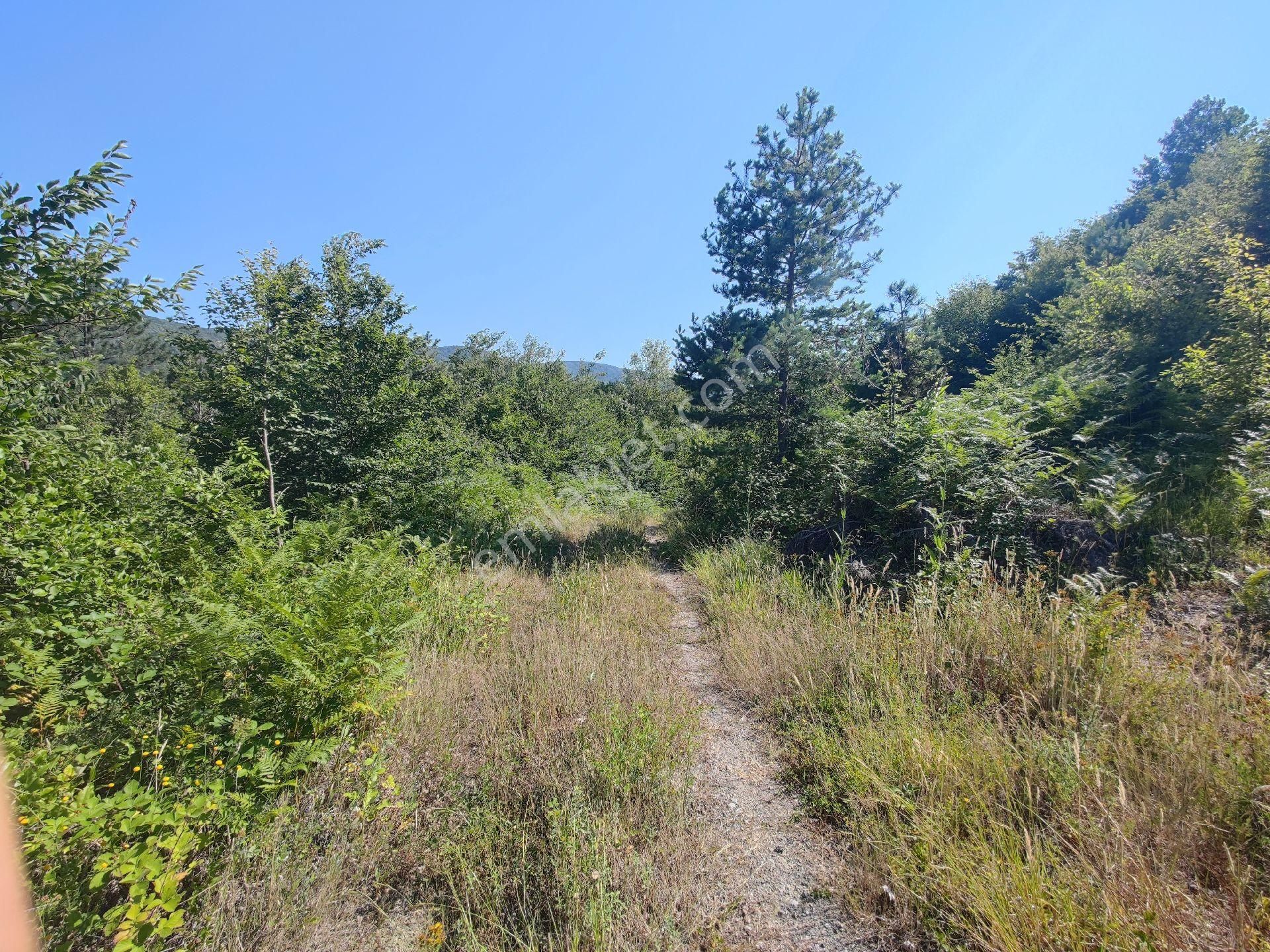 Sapanca İkramiye Mah.18 Dönüm Müstakil Tapulu Tarla - Görsel 32