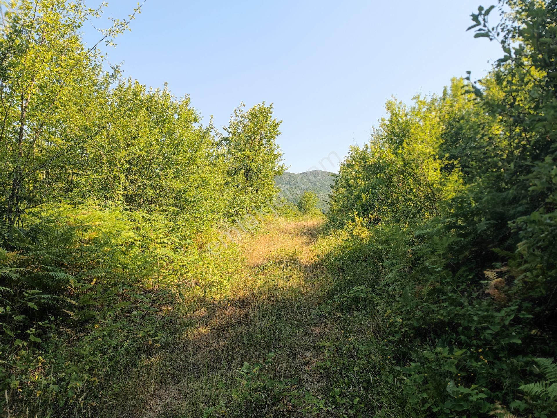 Sapanca İkramiye Mah.18 Dönüm Müstakil Tapulu Tarla - Görsel 23