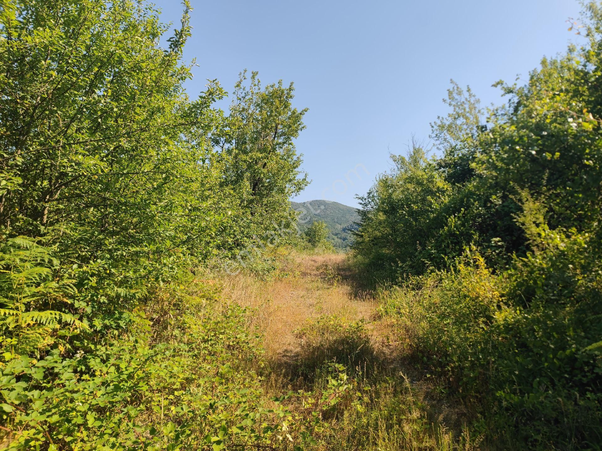 Sapanca İkramiye Mah.18 Dönüm Müstakil Tapulu Tarla - Görsel 20