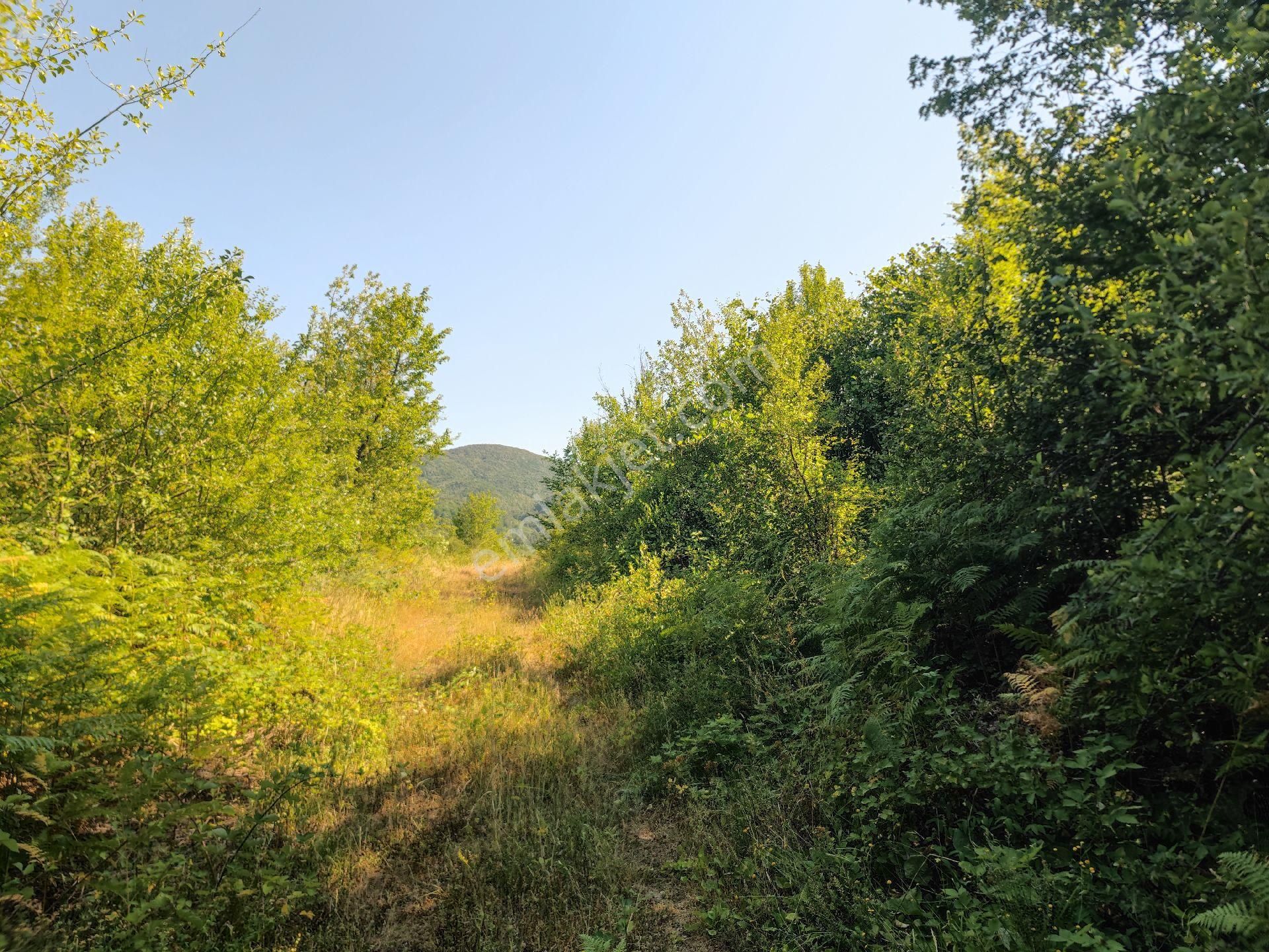 Sapanca İkramiye Mah.18 Dönüm Müstakil Tapulu Tarla - Görsel 21