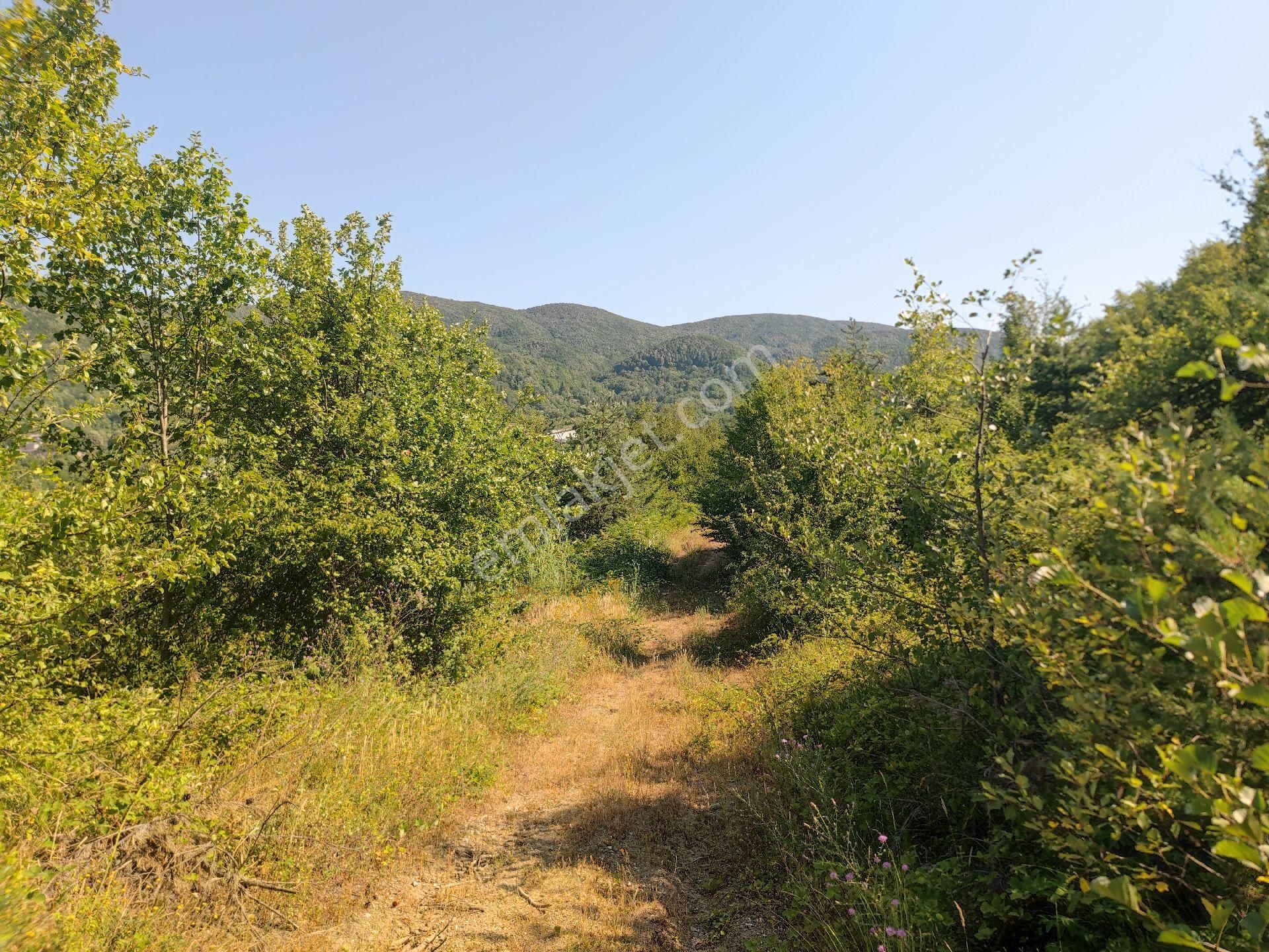 Sapanca İkramiye Mah.18 Dönüm Müstakil Tapulu Tarla - Görsel 12