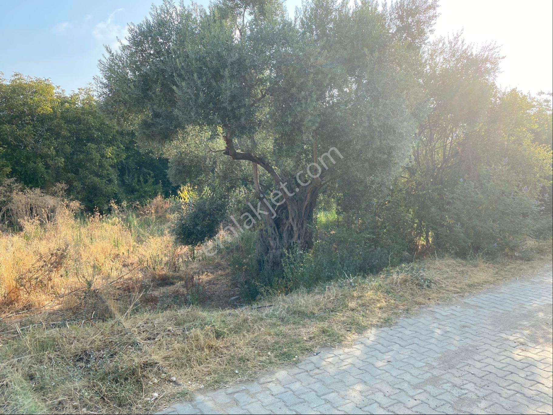 İzmir Bayındır Zeytinova Mahallesi Satılıkbahçe Kelepir - Görsel 7