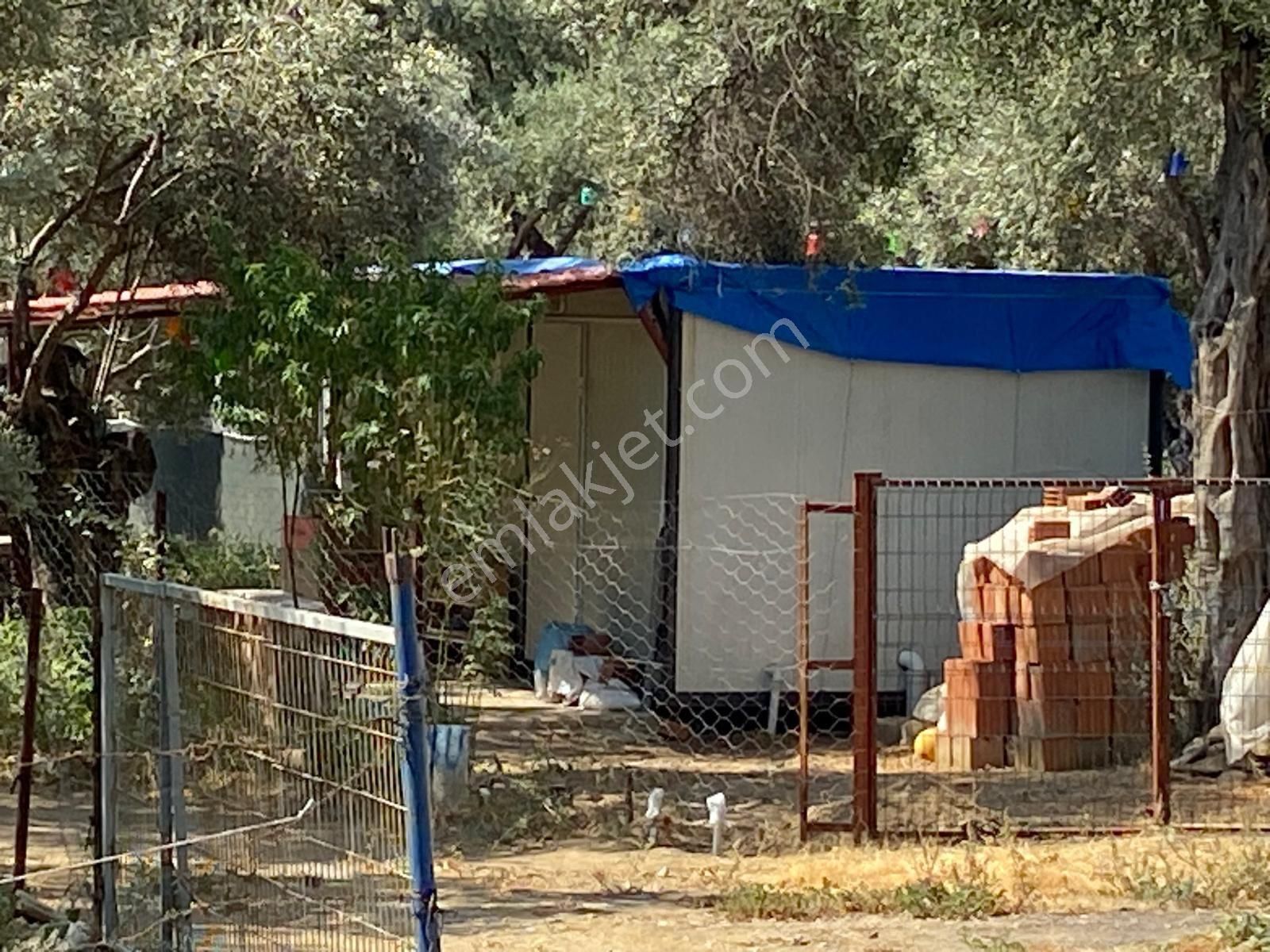 Bayındır Zeytinova Mahallesi’nde Satılık Zeytinlik - Görsel 4