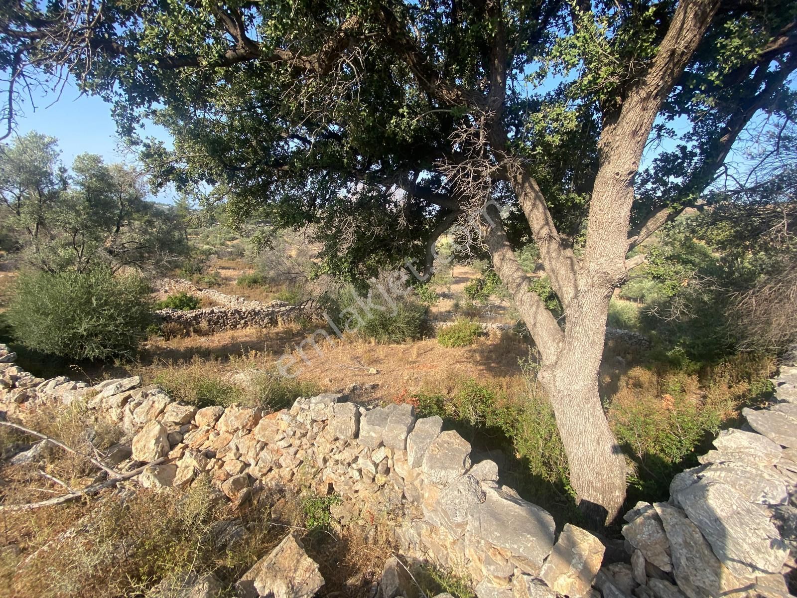 Bodrum - Mazı' Da 338 M2 Satılık Tarla