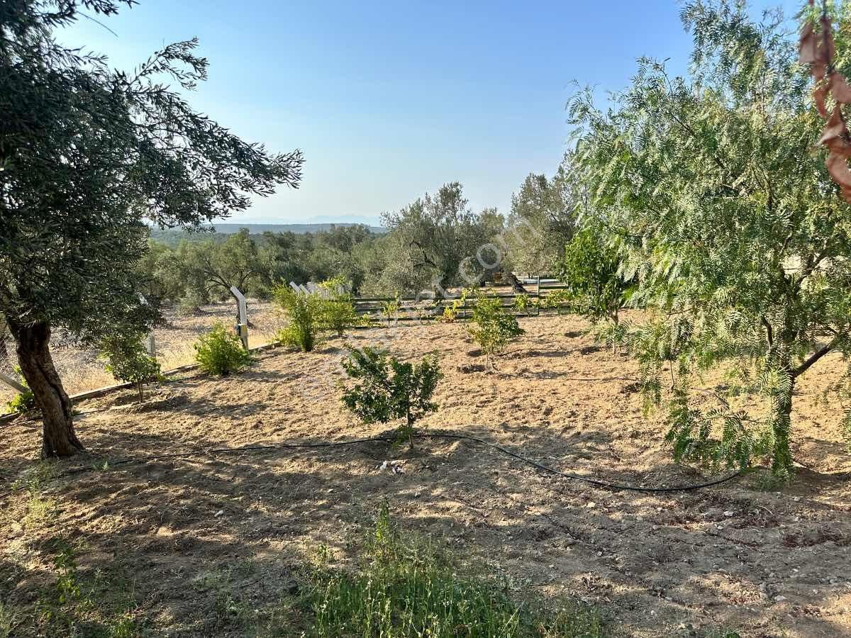 Satılık Komple Çıftlık Genış Ve Yenı Bına, Vılla , Tıny House Ve Meyve Ağaçlı, Otel Ve Turızm Uygun - Görsel 19