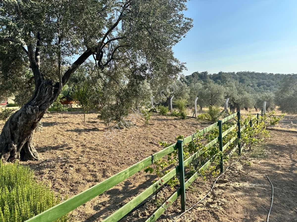 Satılık Komple Çıftlık Genış Ve Yenı Bına, Vılla , Tıny House Ve Meyve Ağaçlı, Otel Ve Turızm Uygun - Görsel 32