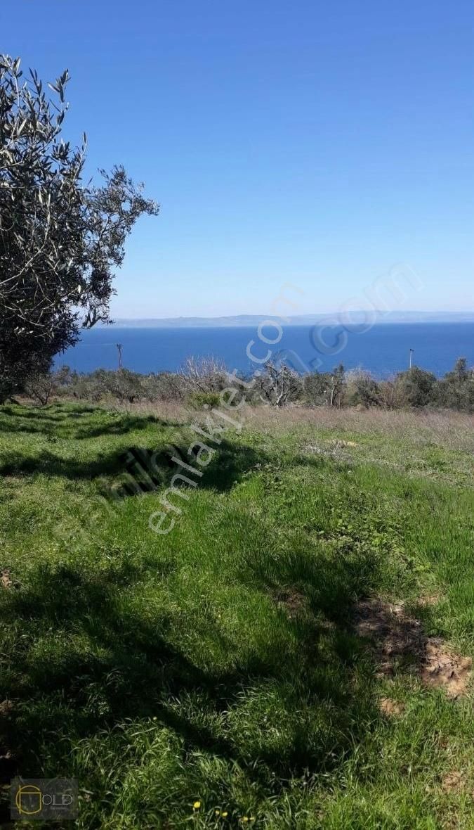 Boğaz Manzaralı 1549 M2 Tarla - Görsel 2