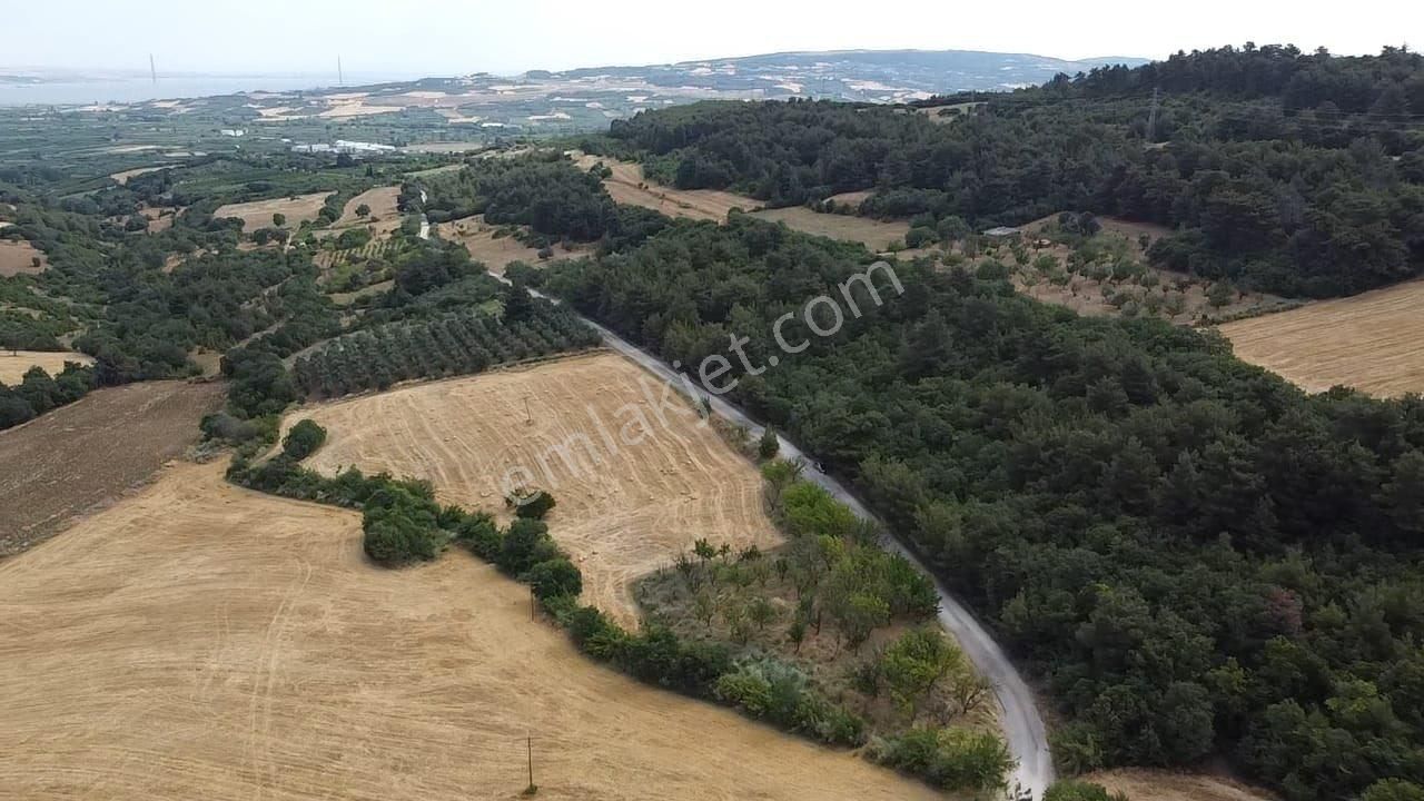 Çanakkale Lapseki Umurbey De Yola Cepheli 15 Dönüm Satılık Arazi - Görsel 2