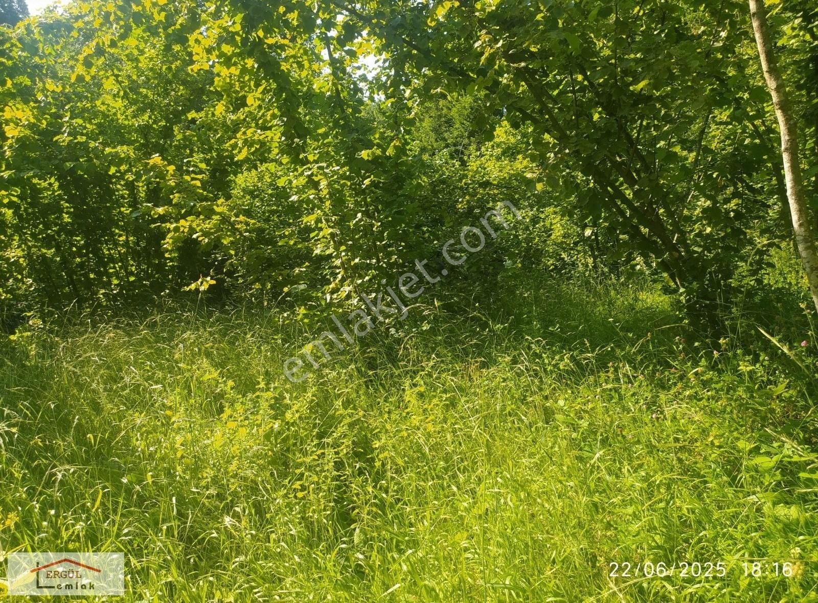 Satılık Fındıklık