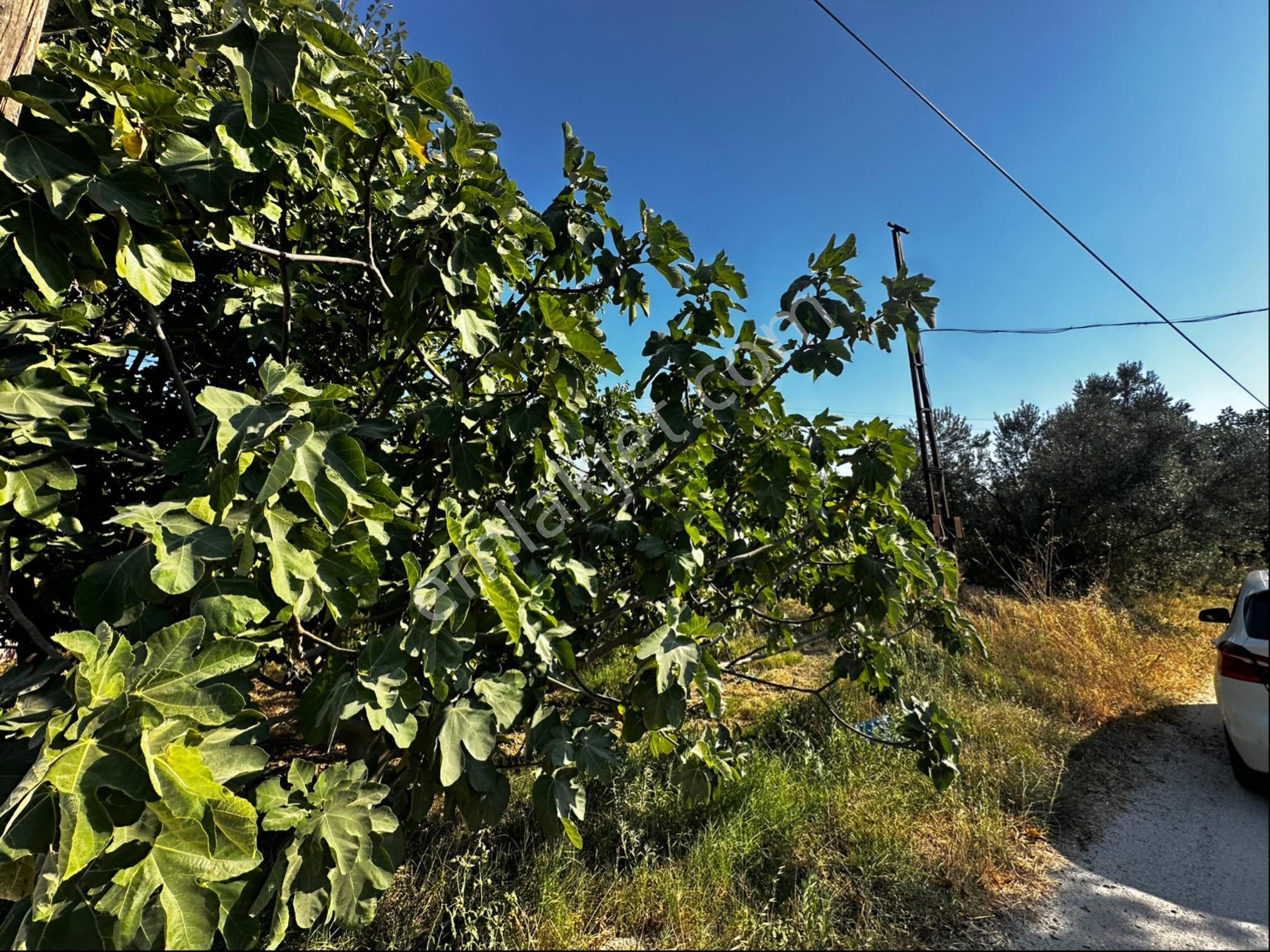 Çanakkale Lapseki Çardak Da Satılık İmarlı Arsa - Görsel 8