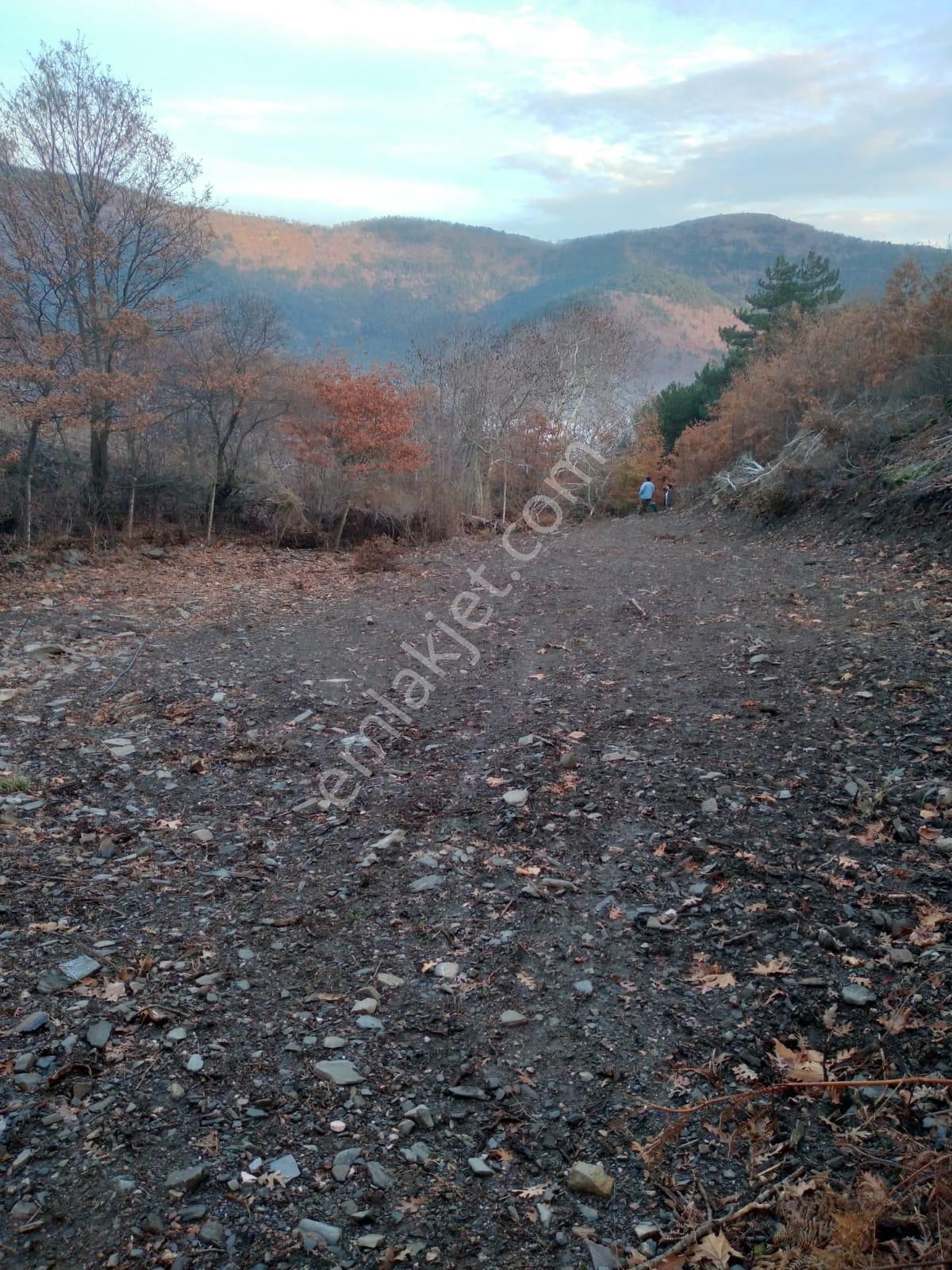 Kemalpaşa Ovacık Köyünde Satılık Kavaklık