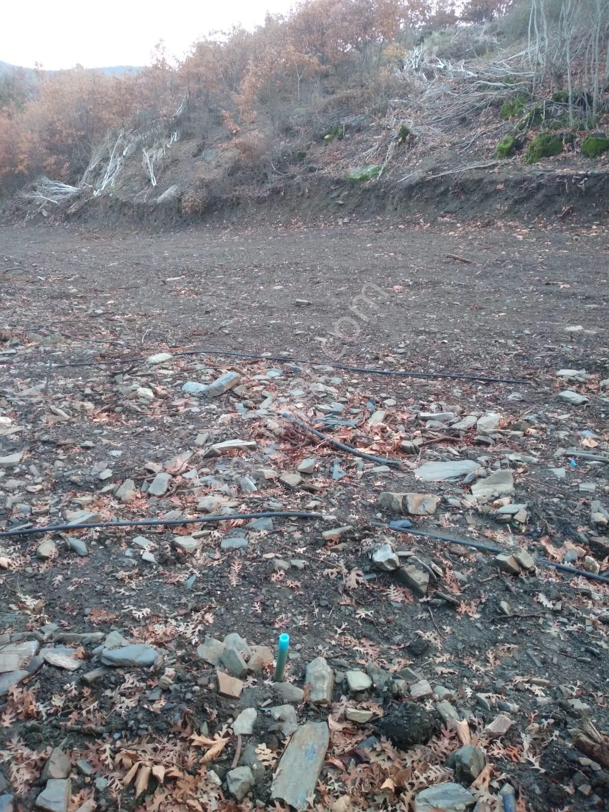 Kemalpaşa Ovacık Köyünde Satılık Kavaklık - Görsel 4