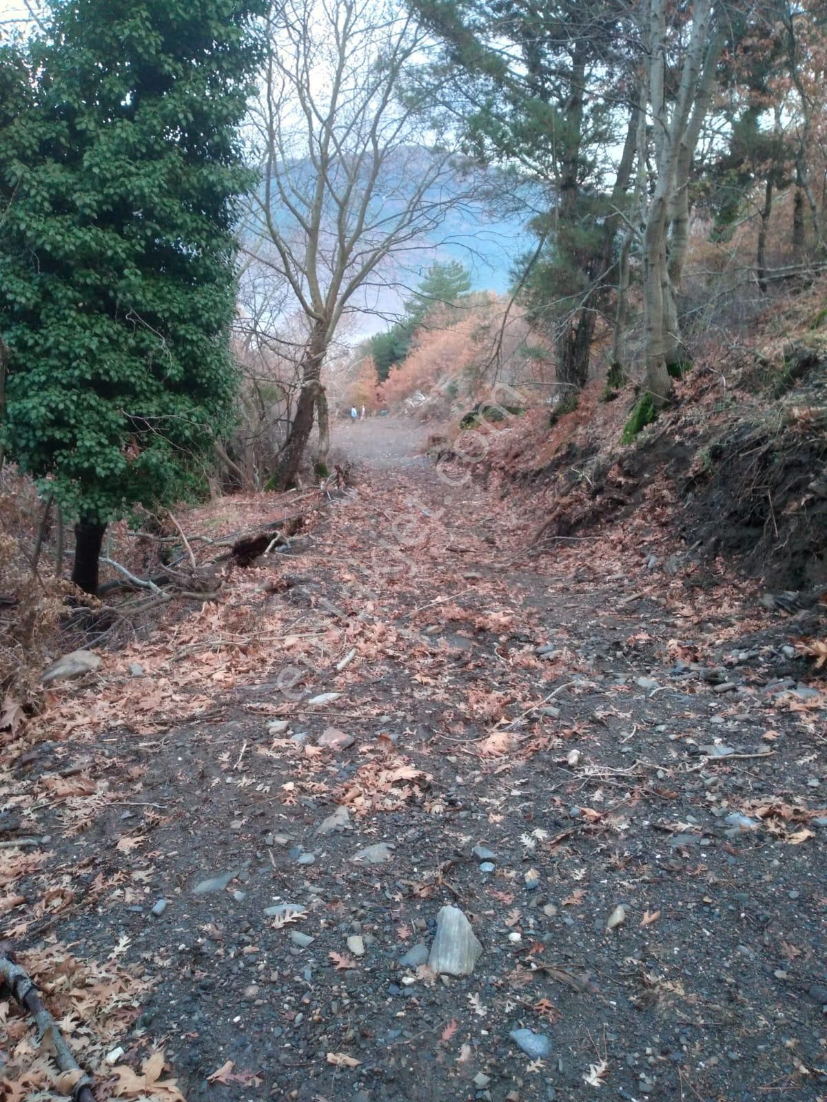 Kemalpaşa Ovacık Köyünde Satılık Kavaklık - Görsel 5