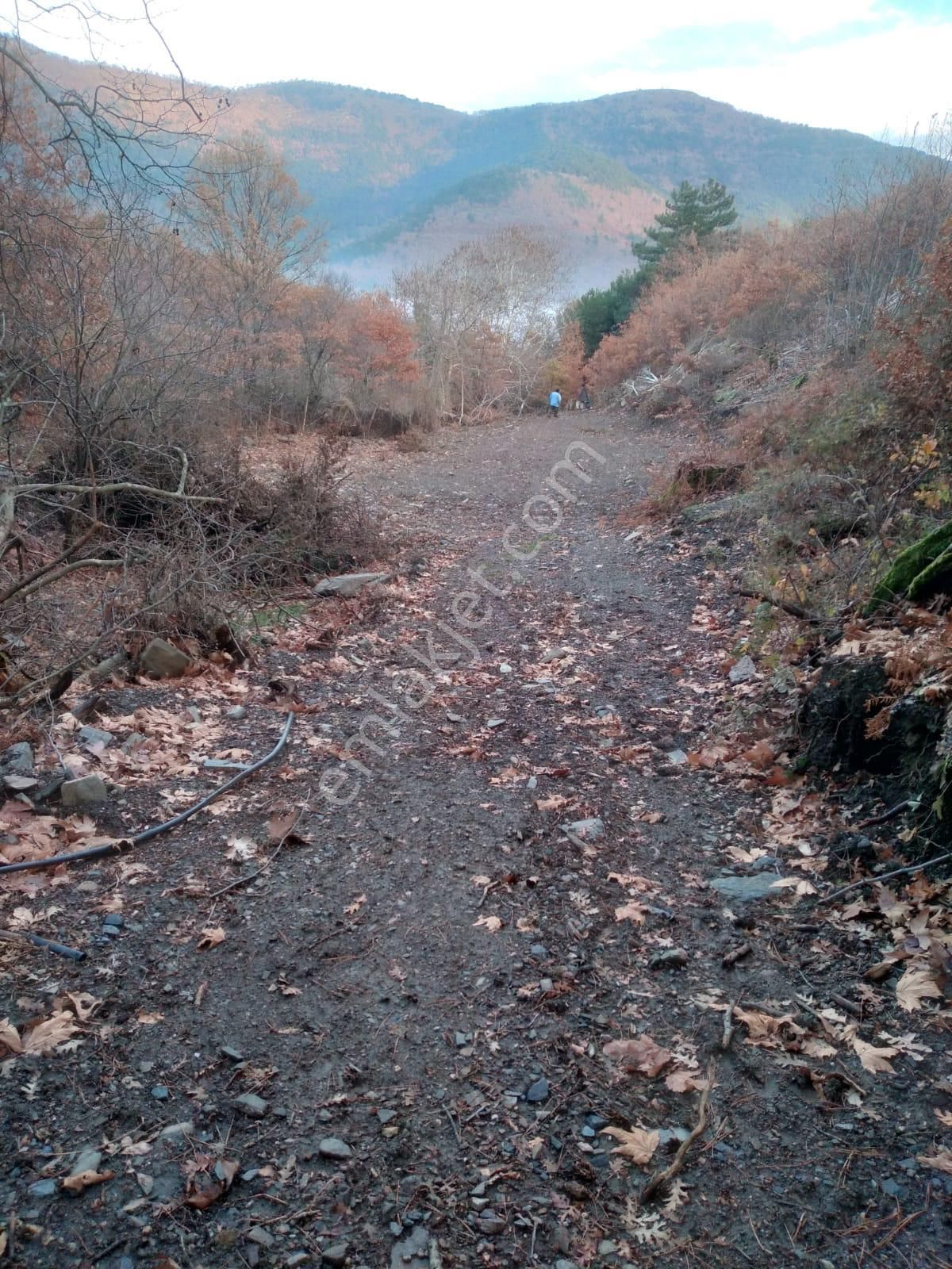 Kemalpaşa Ovacık Köyünde Satılık Kavaklık - Görsel 3