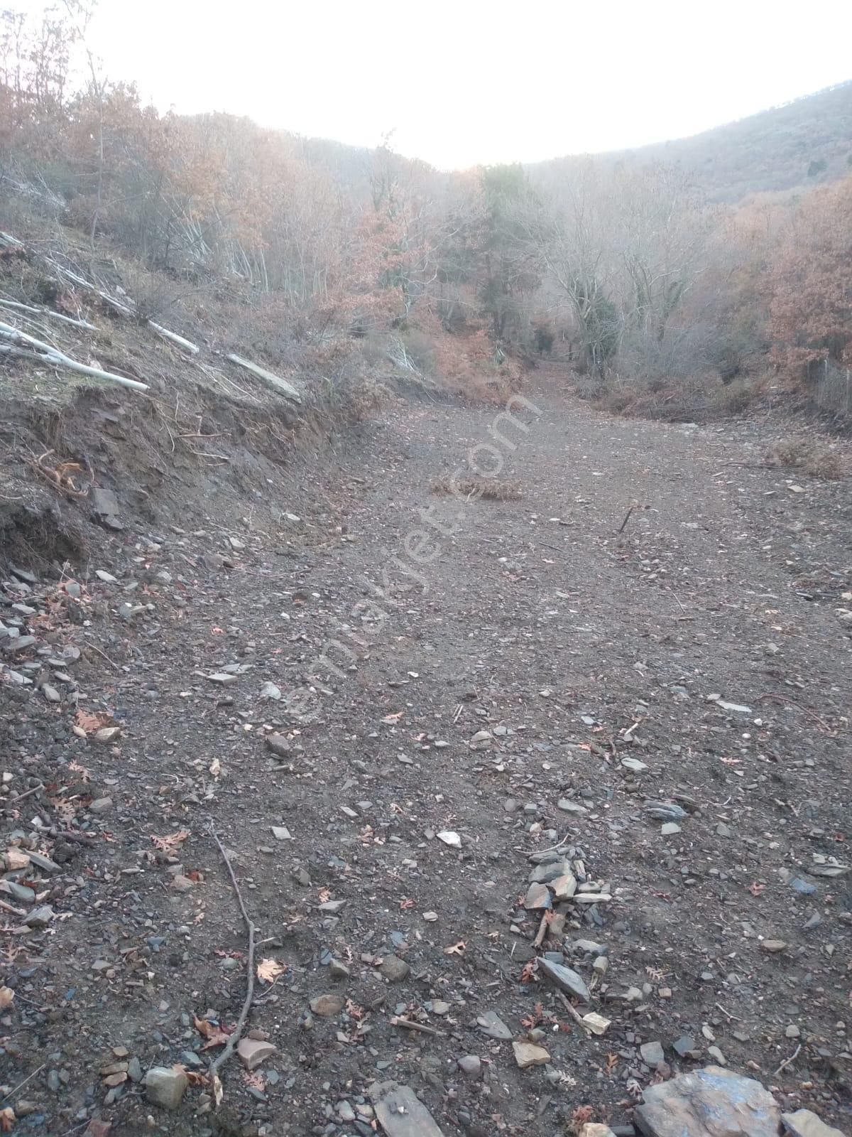 Kemalpaşa Ovacık Köyünde Satılık Kavaklık - Görsel 2