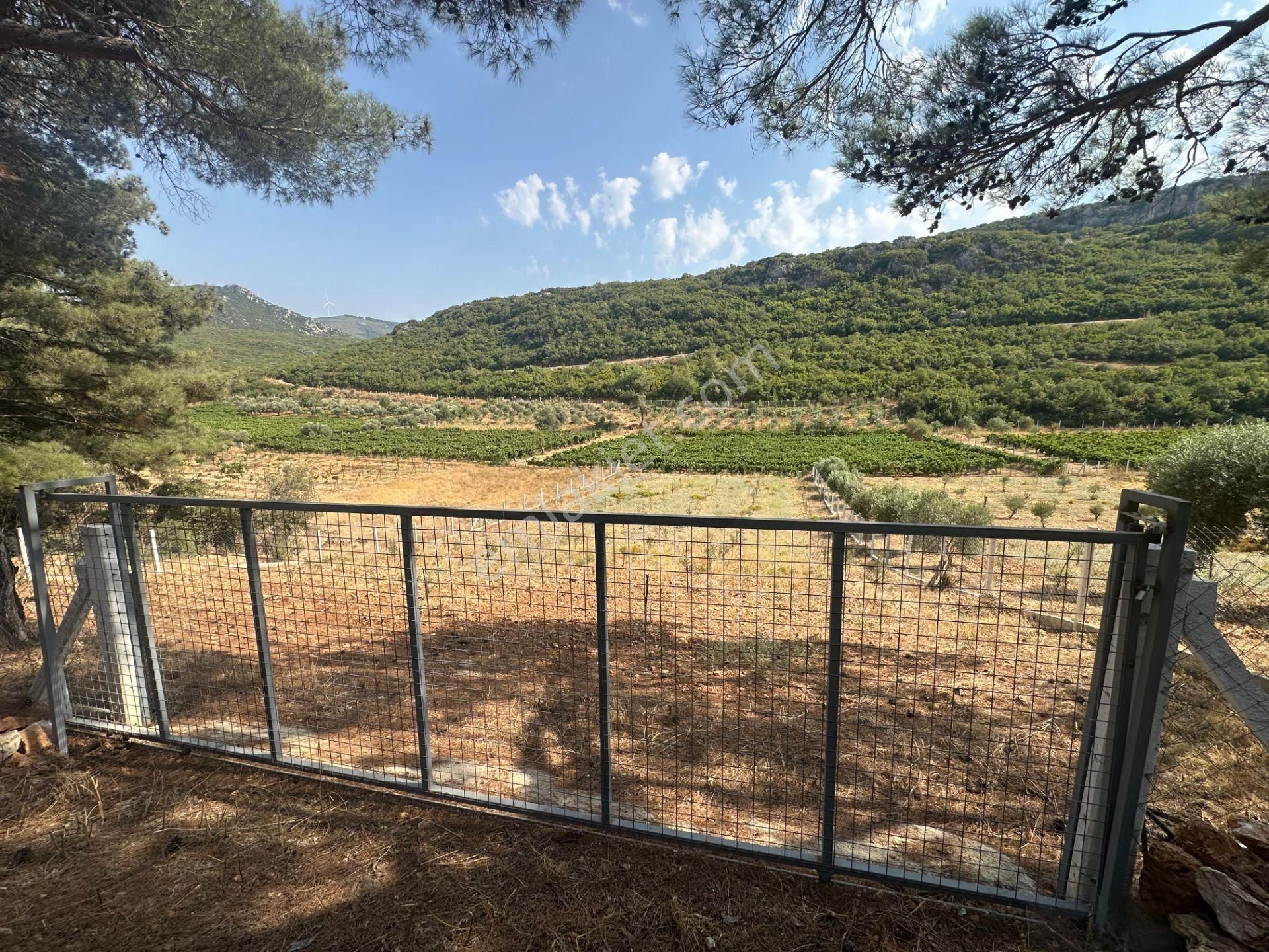Kuşadası Kirazlı'da Doğa İçinde Yatırımlık Satılık Tarla