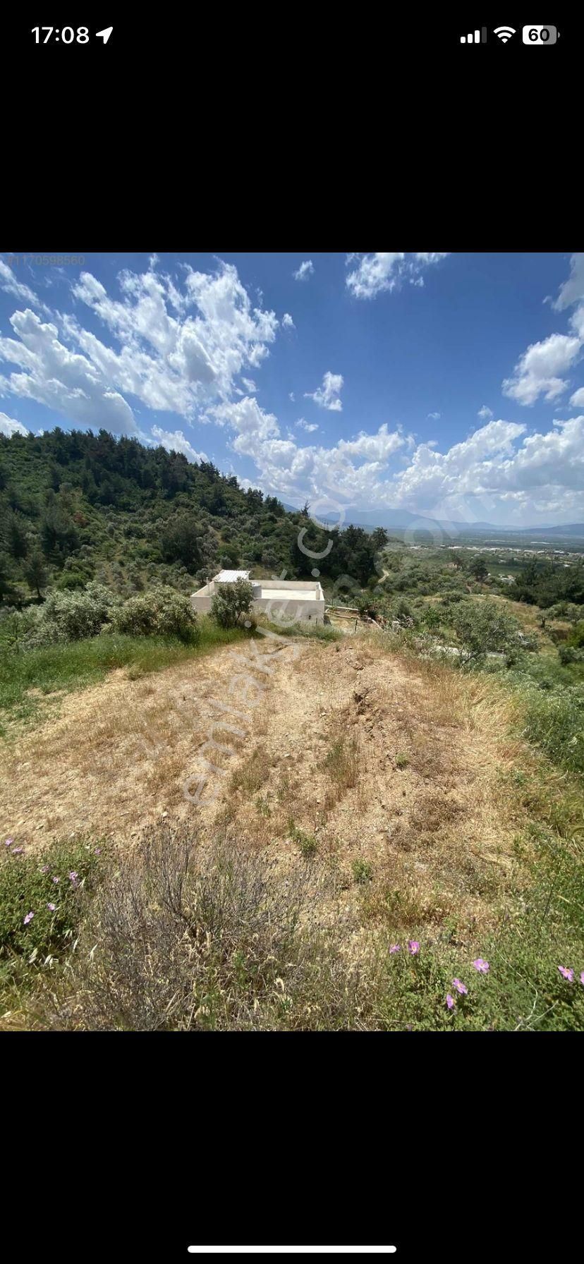 Kemalpaşa Gökçeyurt Köyünde Satılık Zeytinlik - Görsel 7