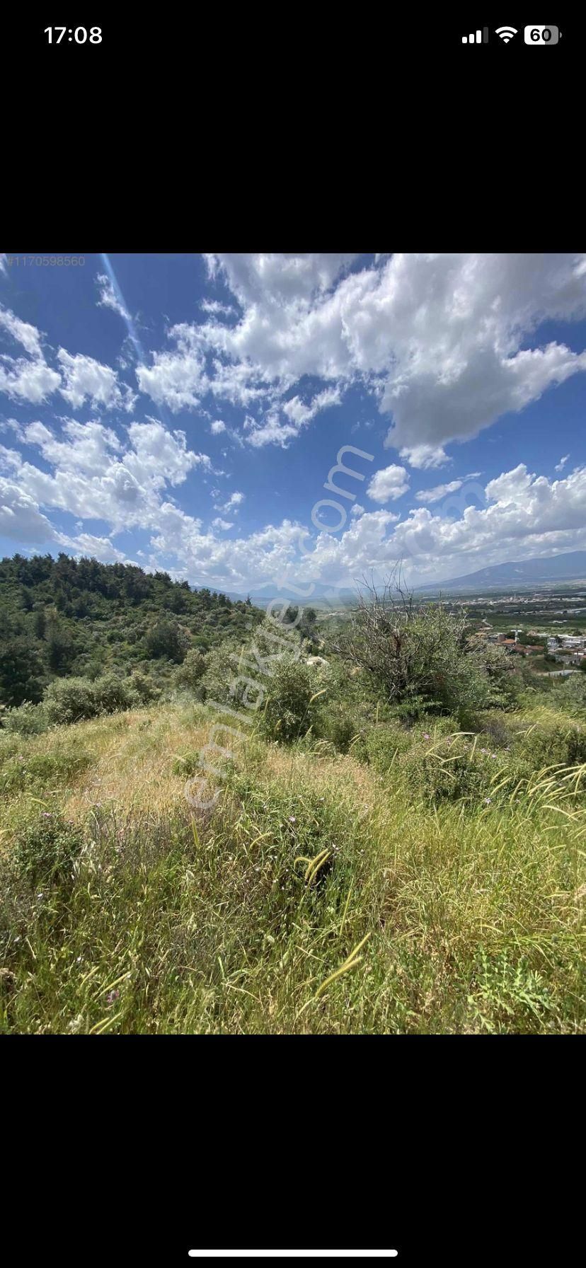 Kemalpaşa Gökçeyurt Köyünde Satılık Zeytinlik - Görsel 5